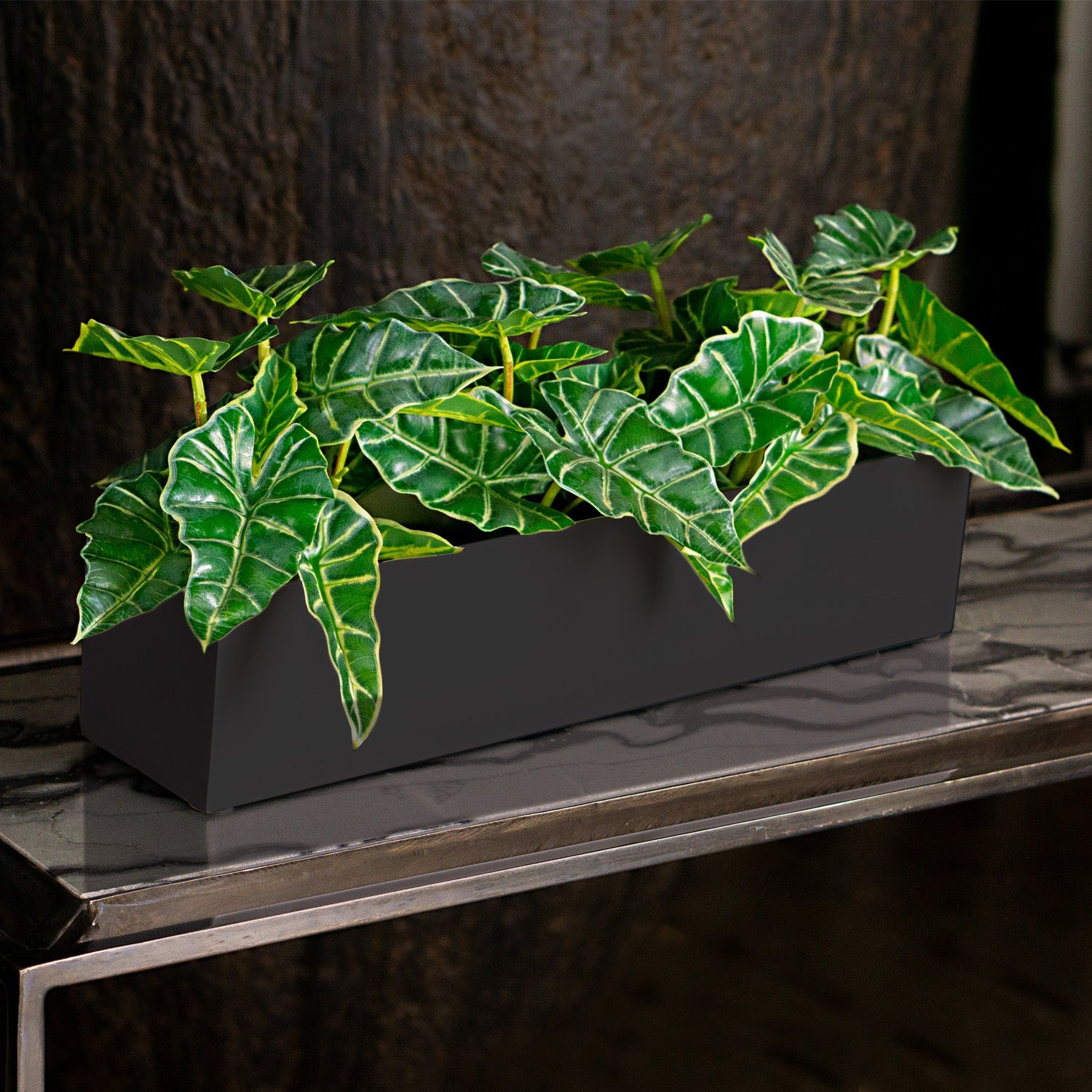 Alocasia in Painted Iron Table Planter
