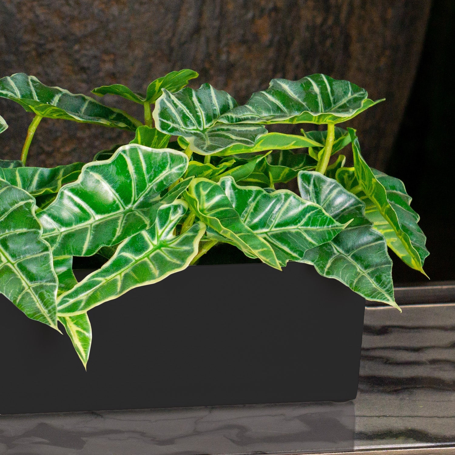 Alocasia in Painted Iron Table Planter
