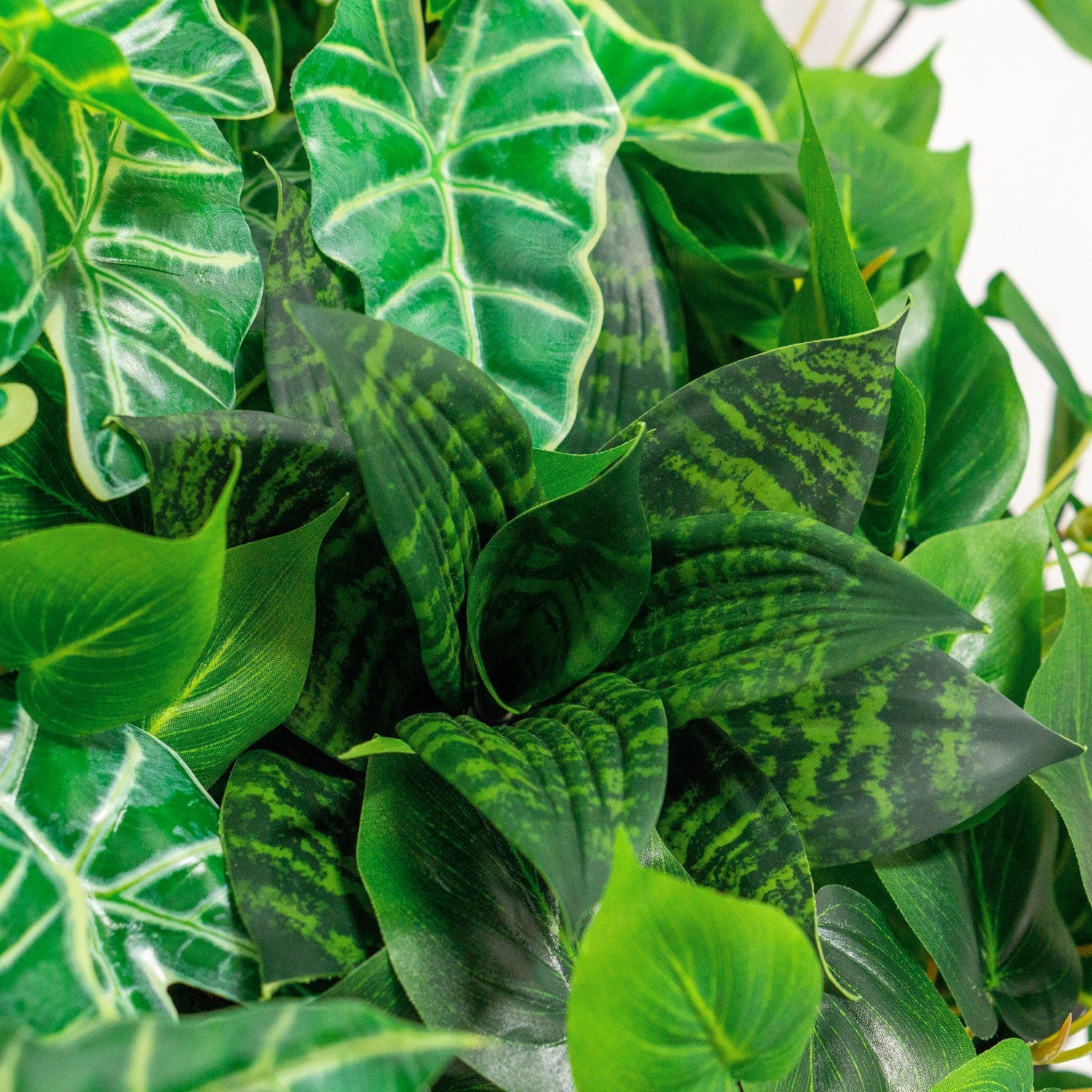 Green Wall, Mini Philodendron Mix 1