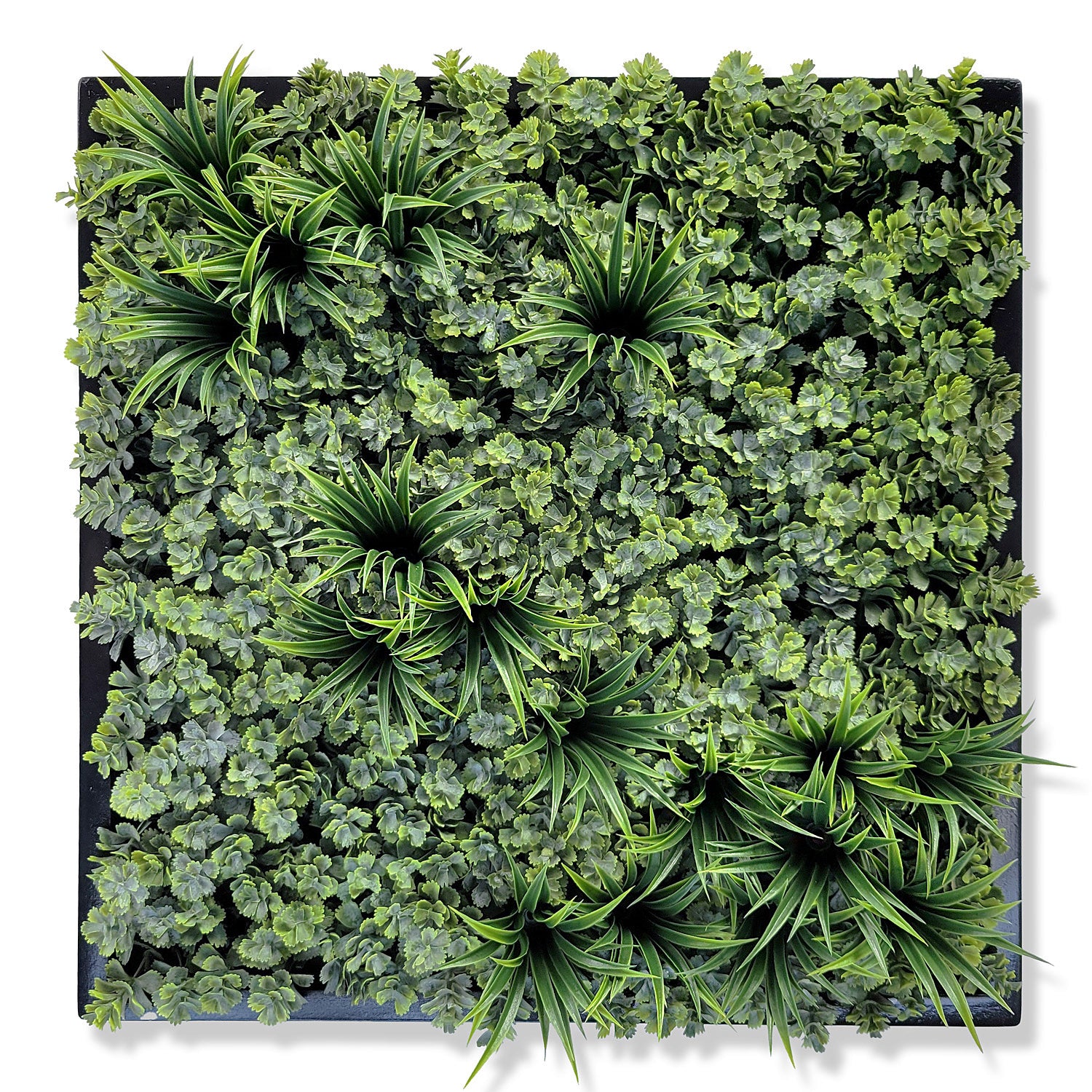 Green Wall, Mini Sedum & Curly Grass 1