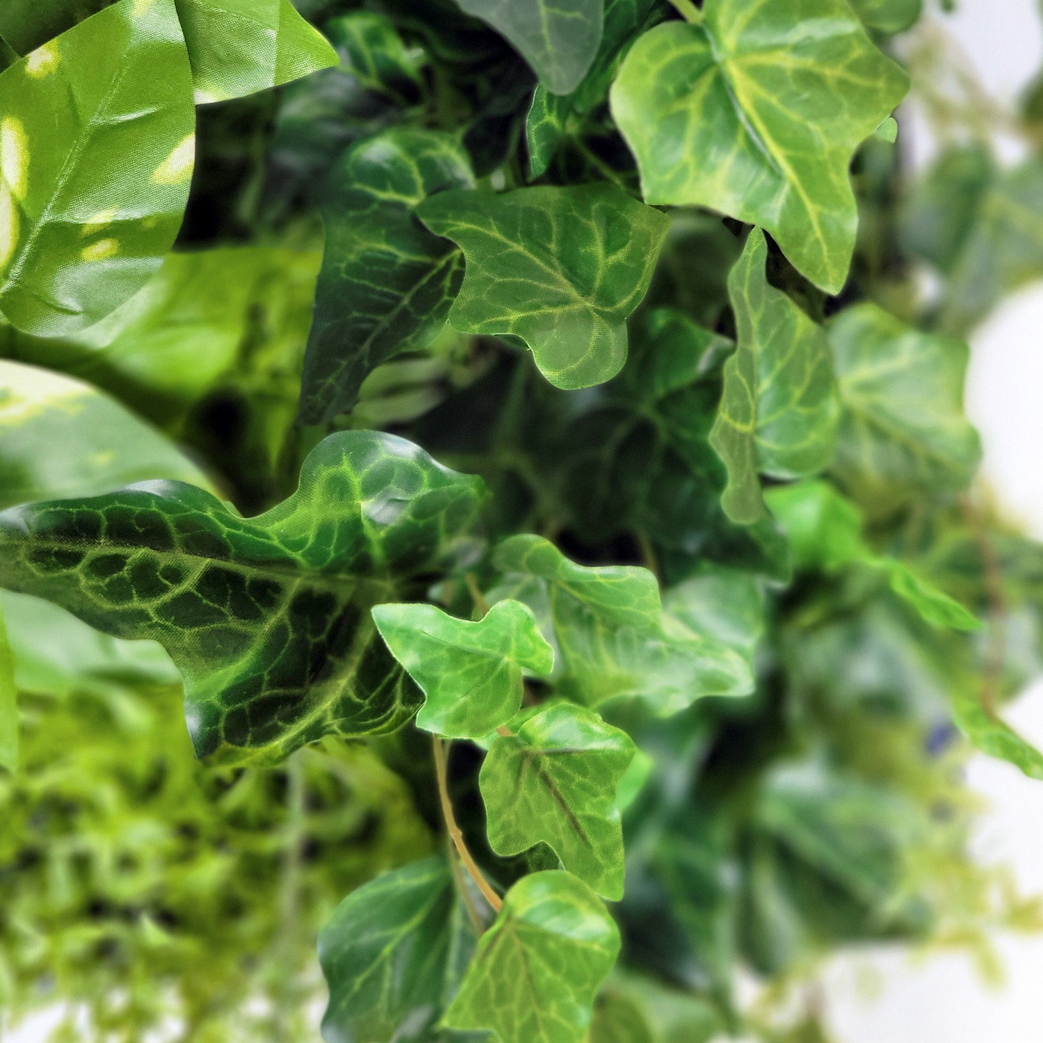 Green Wall, Mini Ivy & Pothos Mix 1