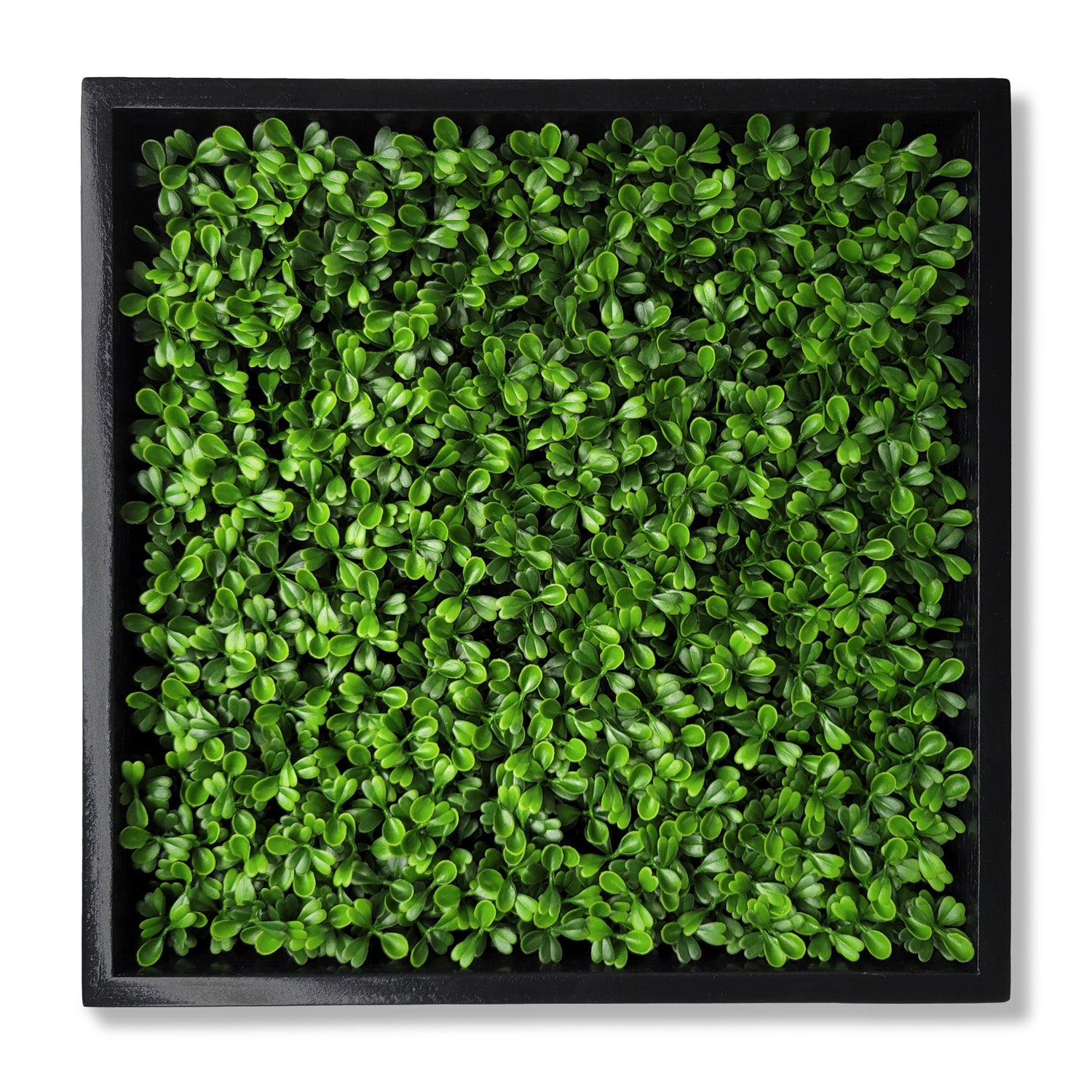 Green Wall, Mini Boxwood 1