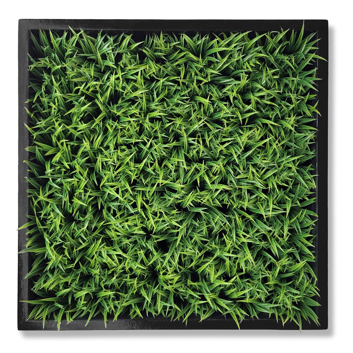 Green Wall, Mini Curly Grass 1