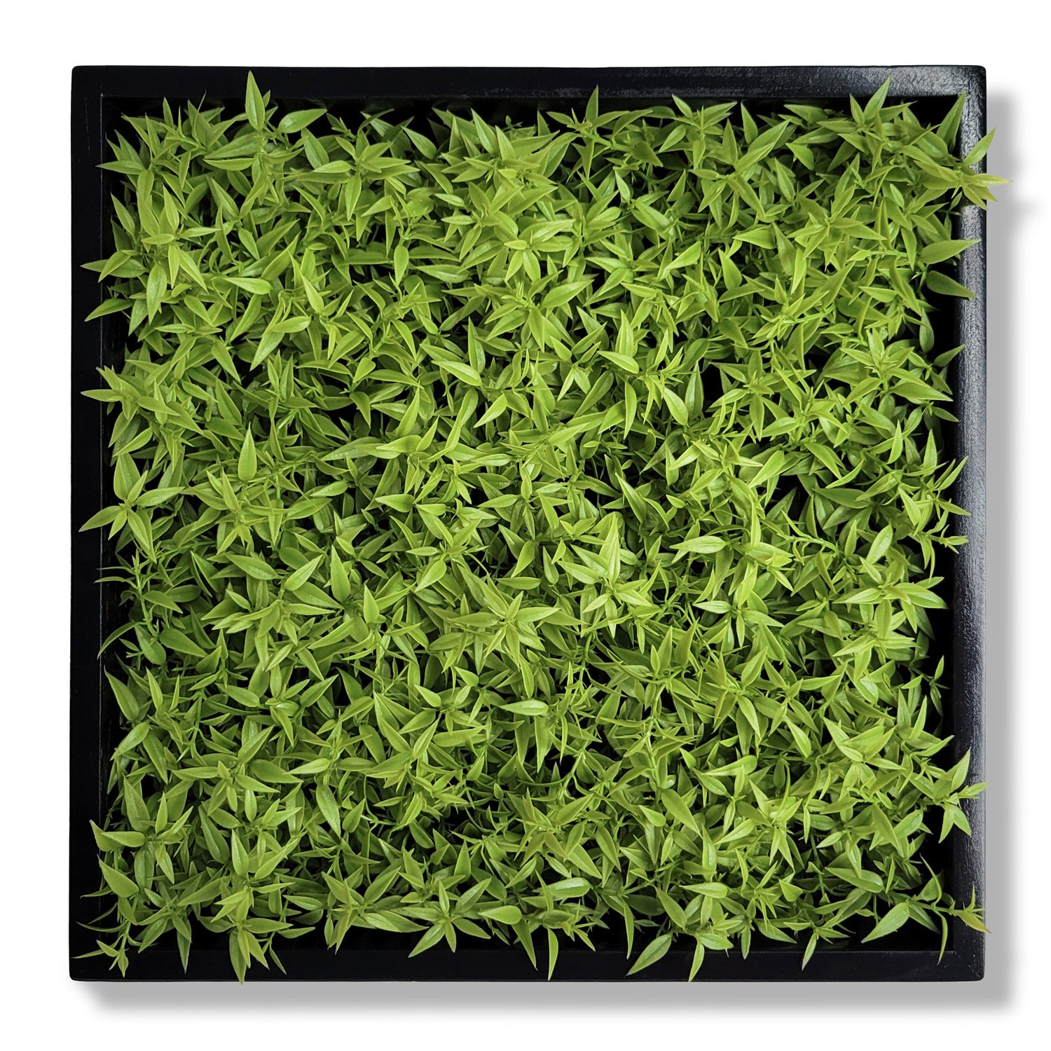 Green Wall, Mini Texture Leaf 1