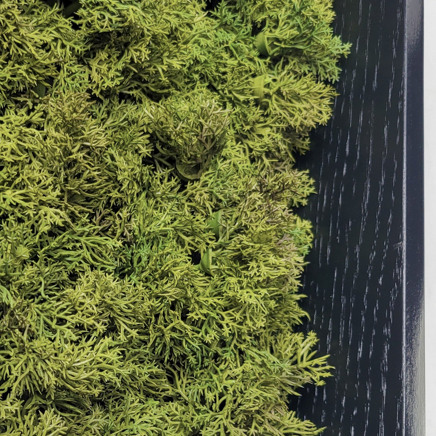 Green Wall, Mini Textured Moss 1