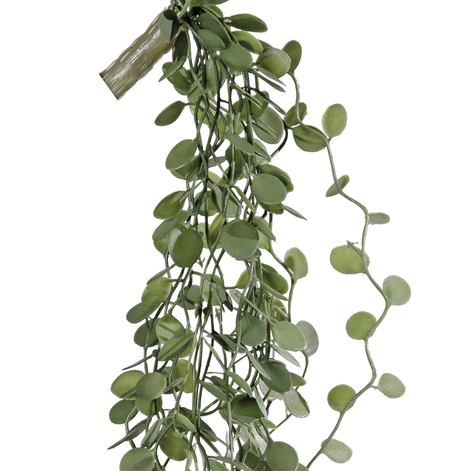 Succulent:  Angel Vine, Hanging