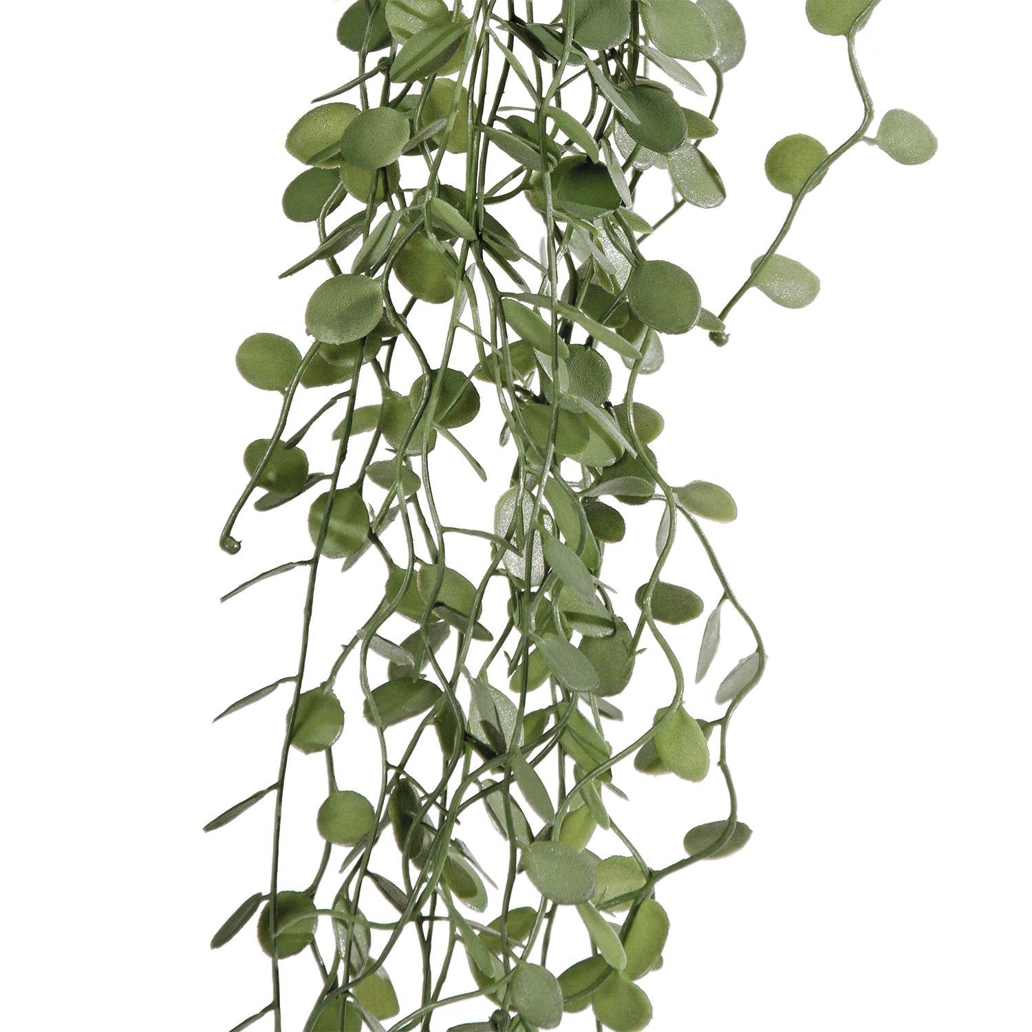 Succulent:  Angel Vine, Hanging
