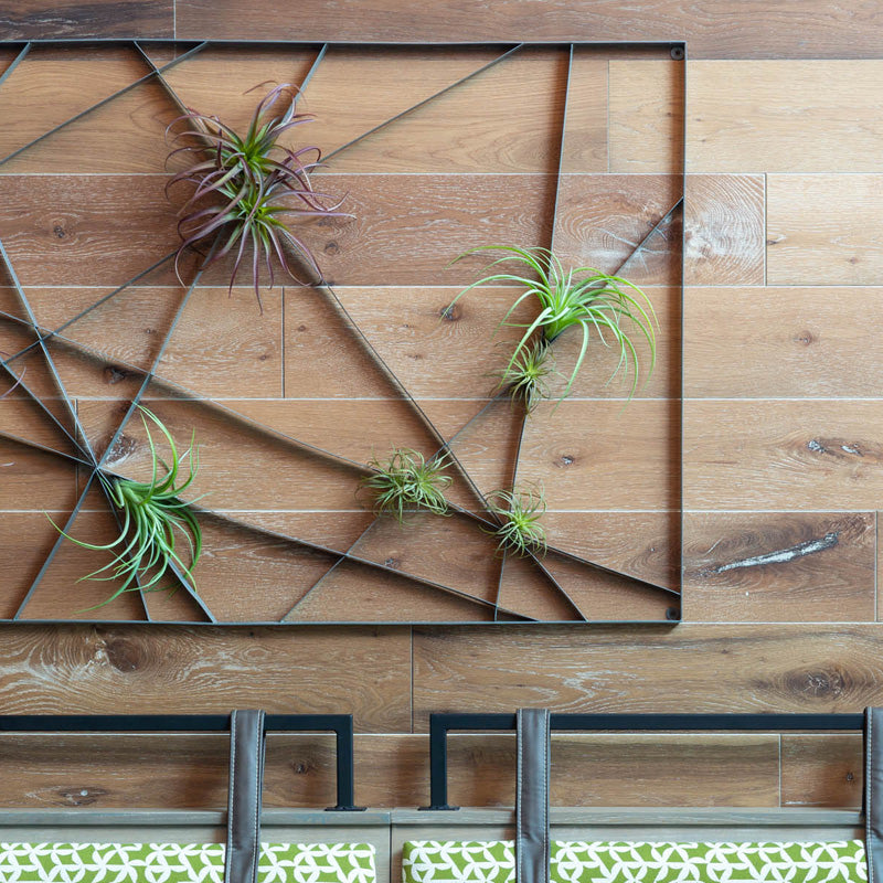 Metal Intersect art with tillandsia on a wood wall.