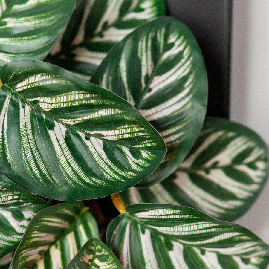 Close up of Calathea leaves in a black frame.
