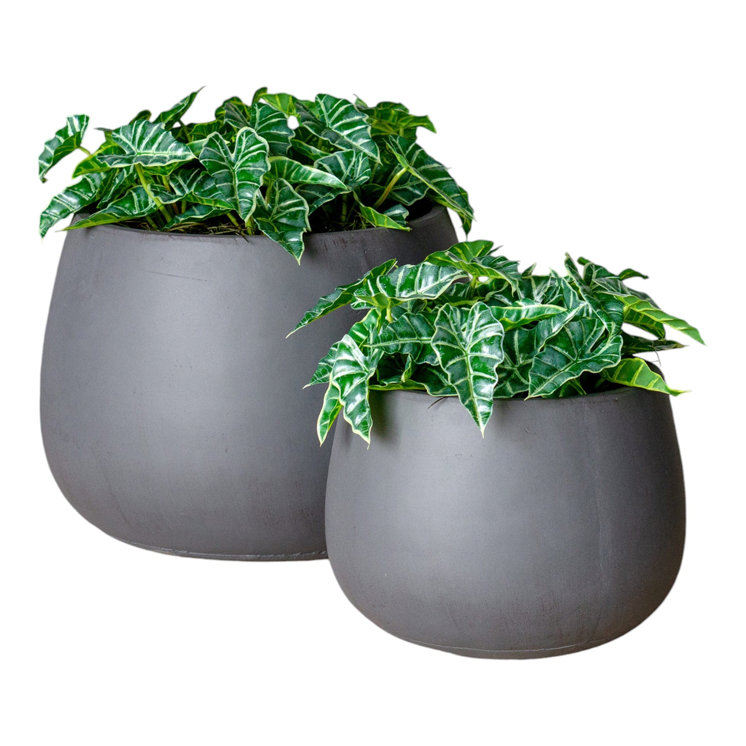 Alocasia in Puddle Planters Grey, Set/ 2