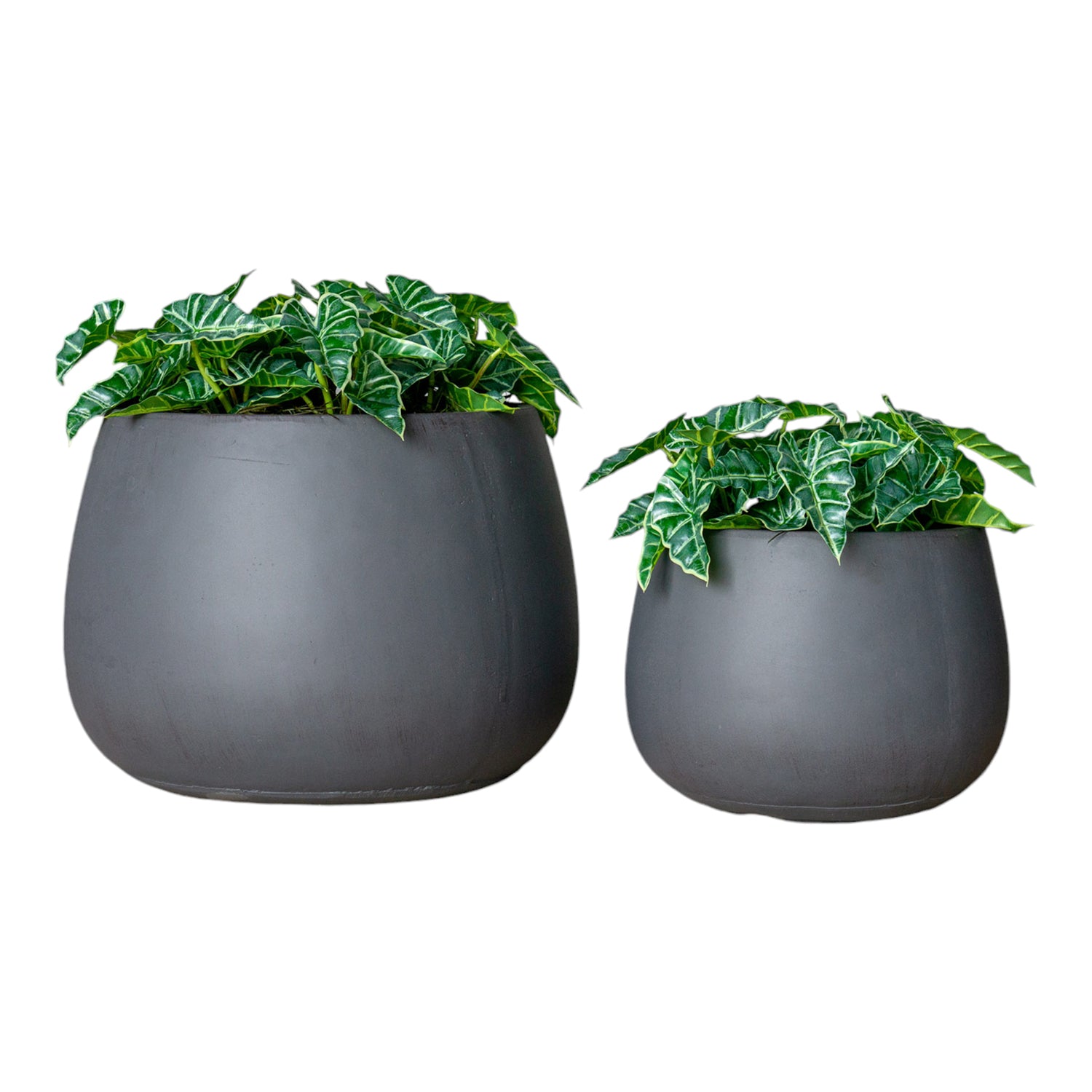 Alocasia in Puddle Planters Grey, Set/ 2