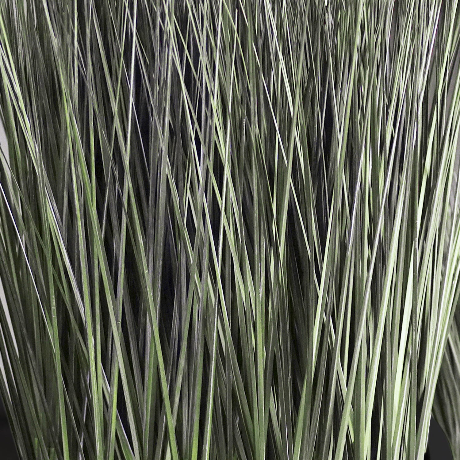 Grass: Cortada Grass in Barrel Planter SM, Black Satin