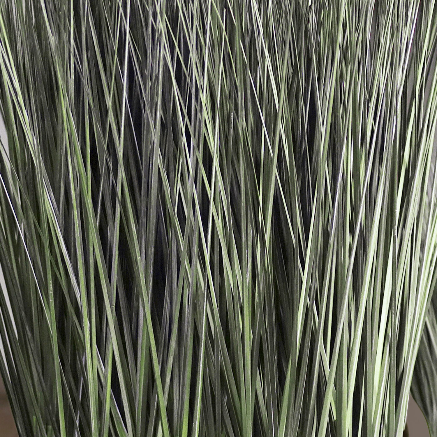 Grass: Cortada Grass in Barrel Planter MD, Brown DK Satin