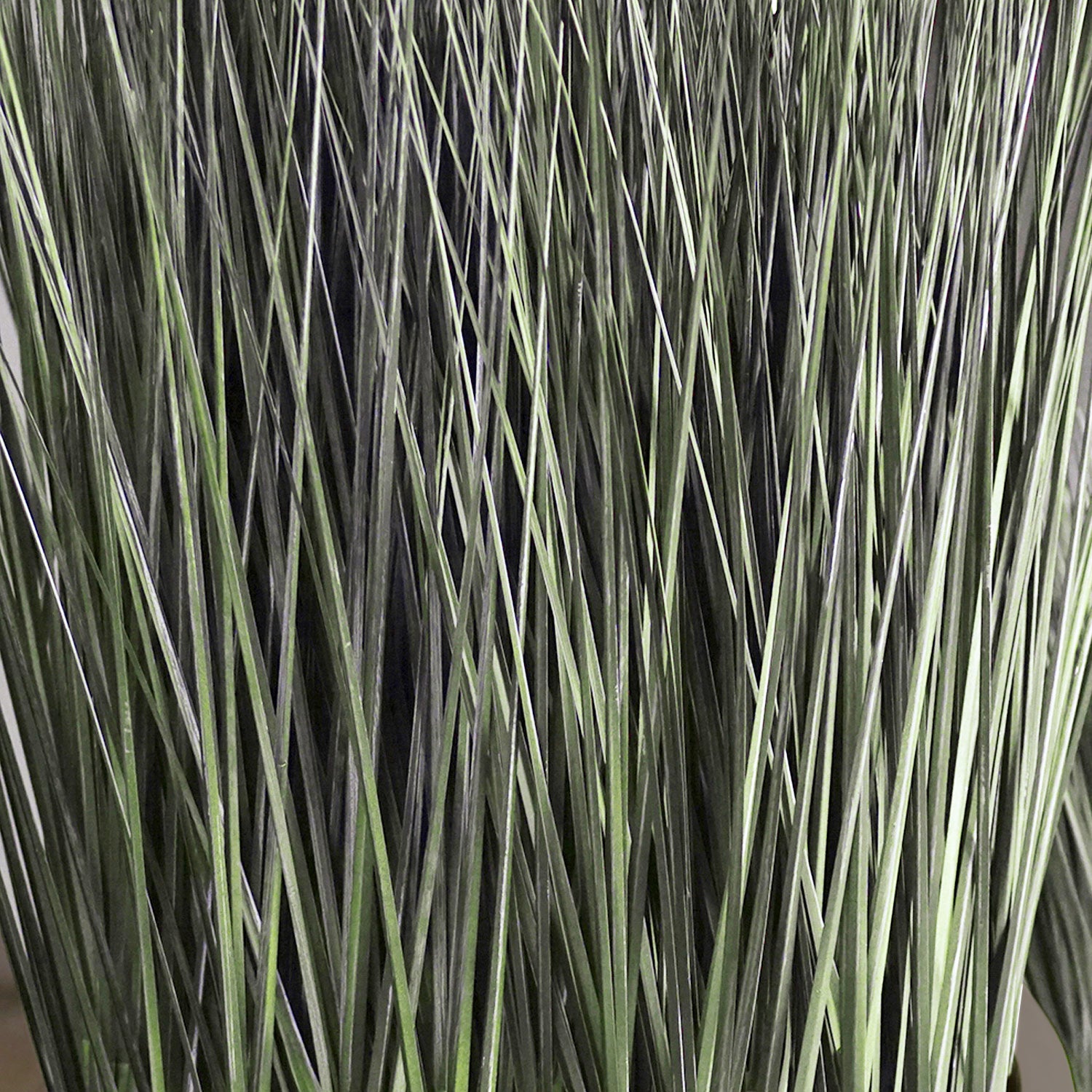 Grass: Cortada Grass in Barrel Planter SM, Brown DK Satin