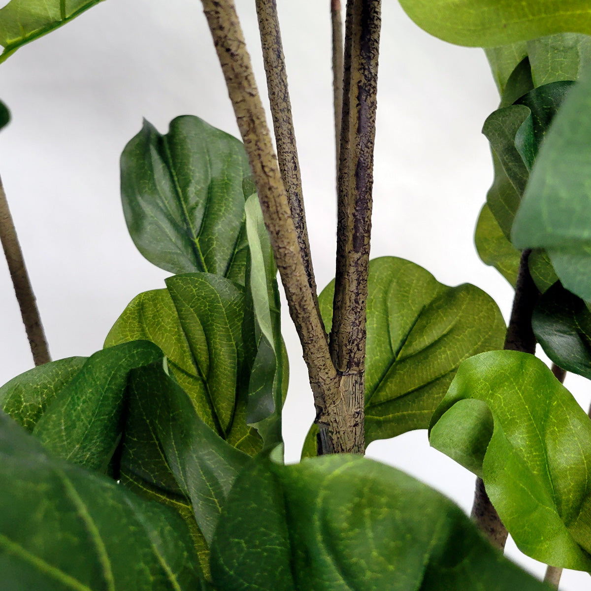 Fiddle Leaf Tree in Rotunda MD