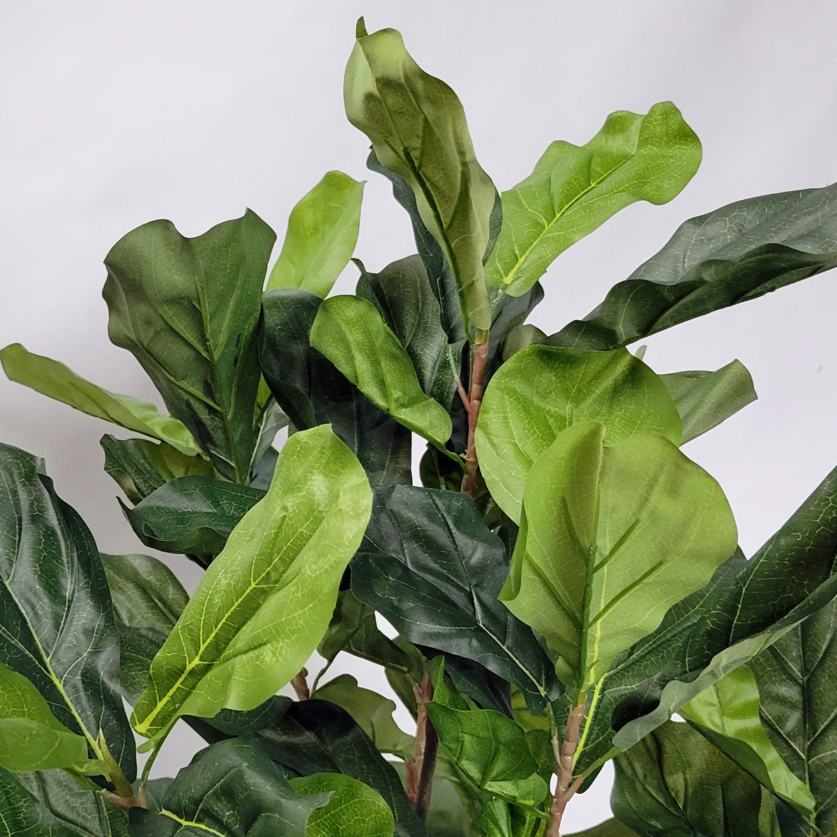 Fiddler Trees Fiddle Leaf Tree X1 in Harmony Planter MD — Gold Leaf Design Group