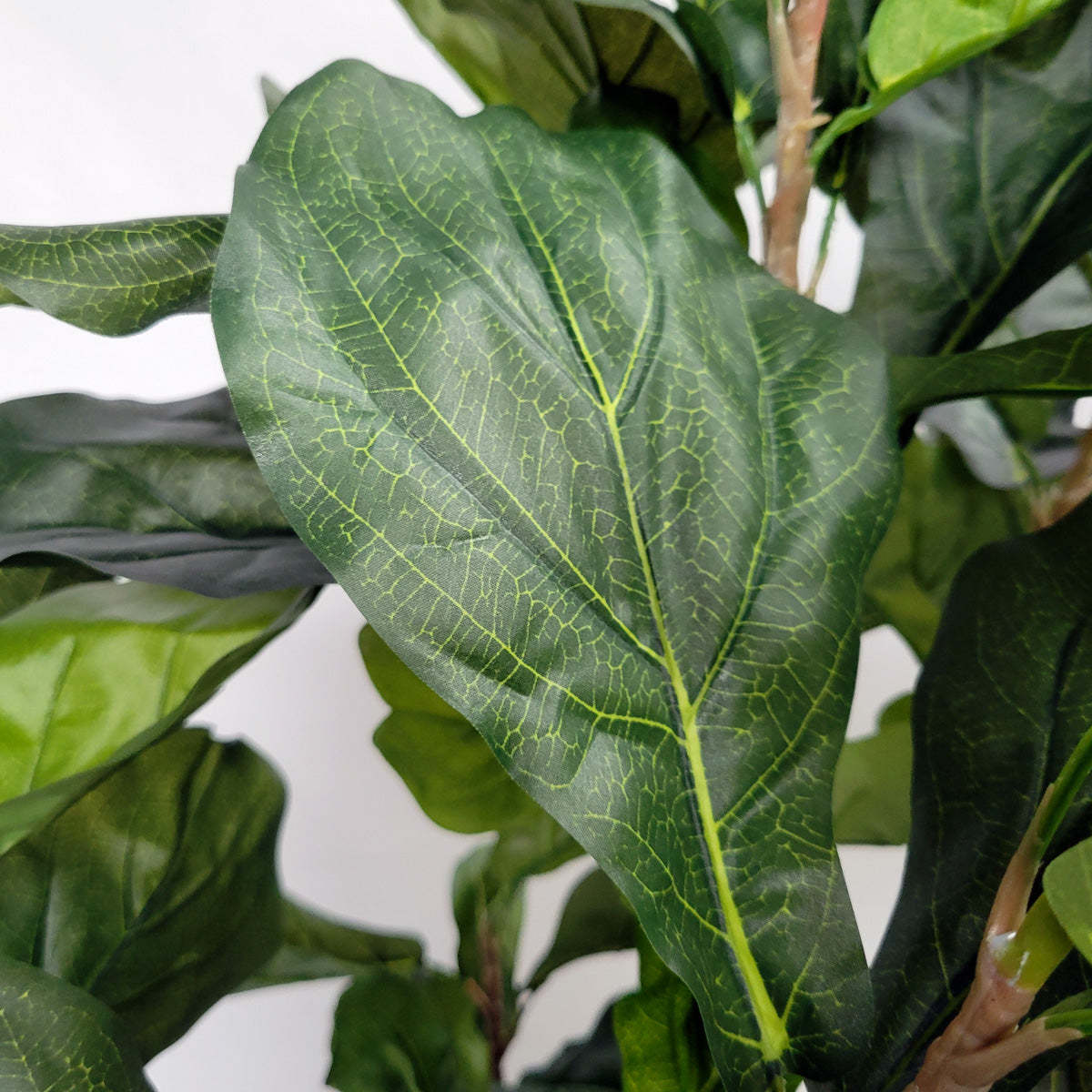 Fiddler Trees Fiddle Leaf Tree X1 in Harmony Planter MD — Gold Leaf Design Group