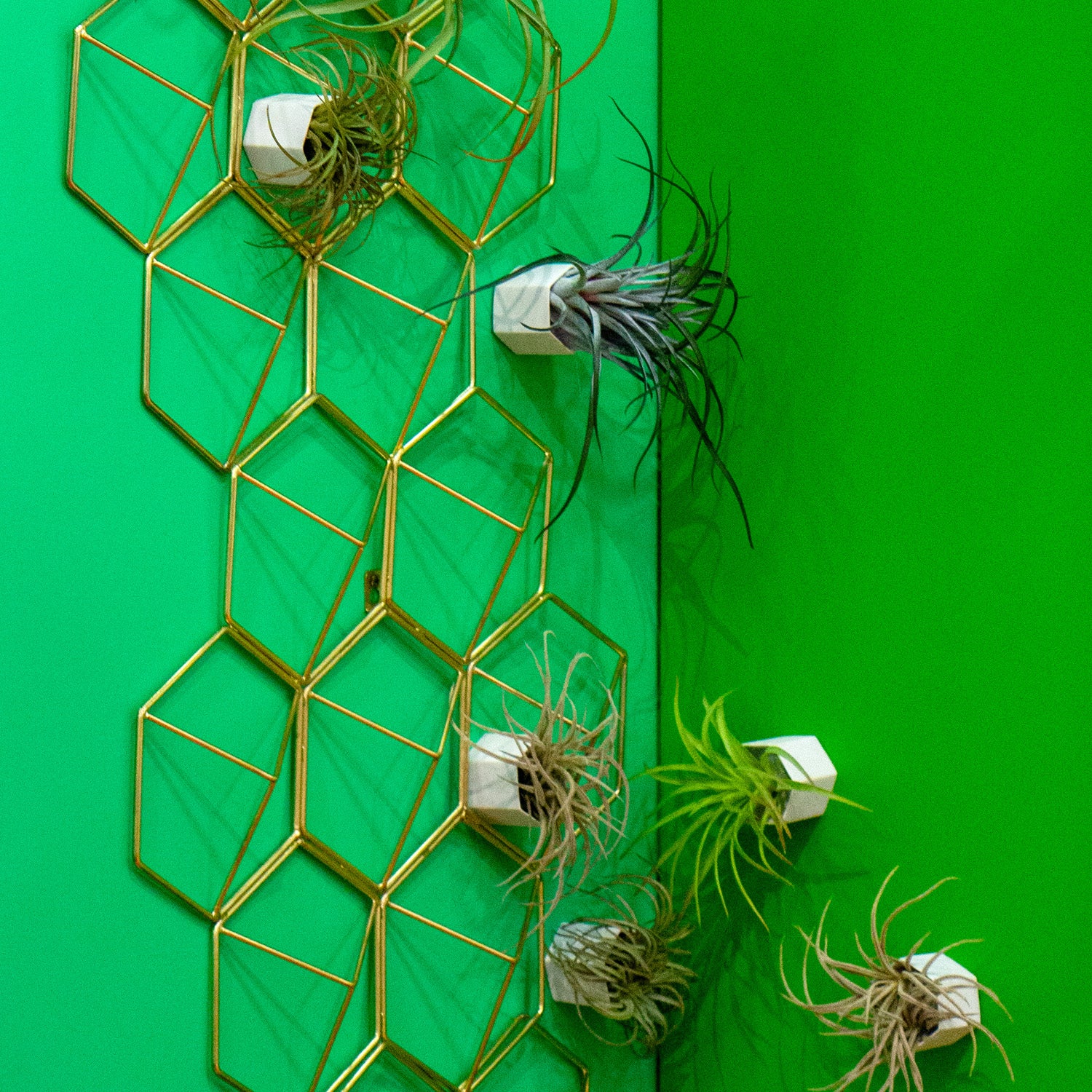 Green Wall Satellite, Wall Play™ Beehive Off-White w/ Air Plants, Set of 10