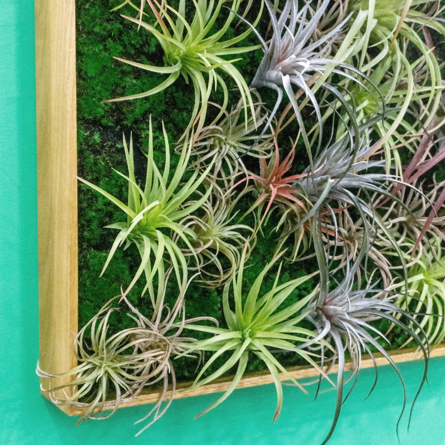 latifolia air plant Tillandsia Latifolia 12"OD Air Plant — Gold Leaf Design Group