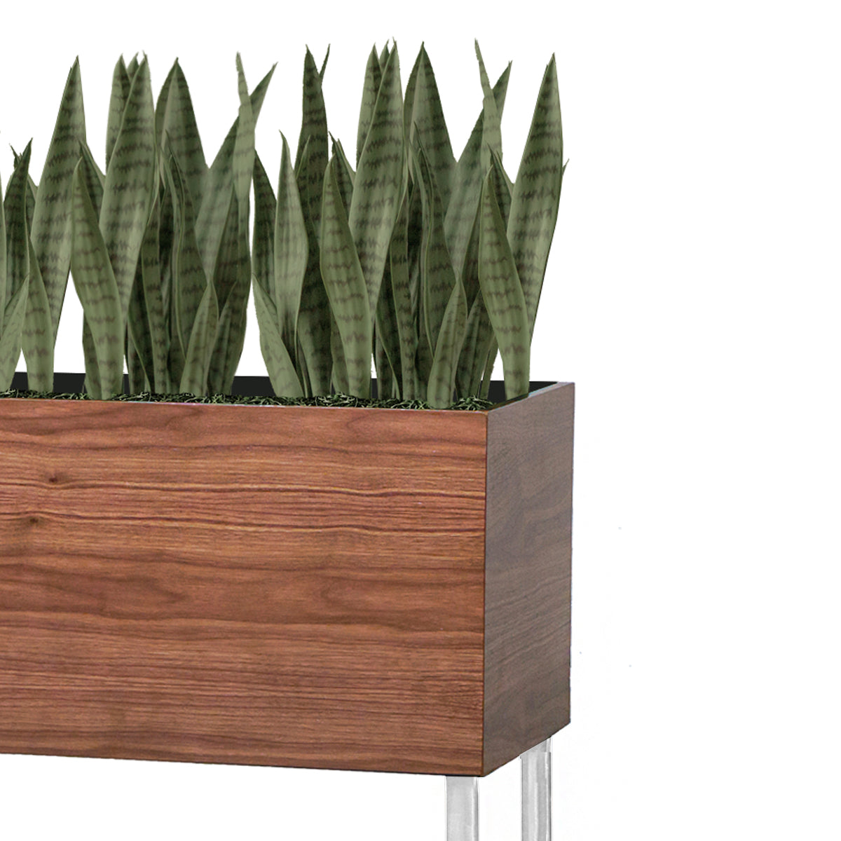 sansevieria rectangular planter Sansevieria Green in Rectangle Planter w/ Legs — Gold Leaf Design Group