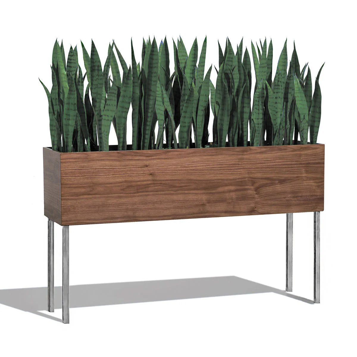 Sansevieria Green in Rectangle Planter w/ Legs