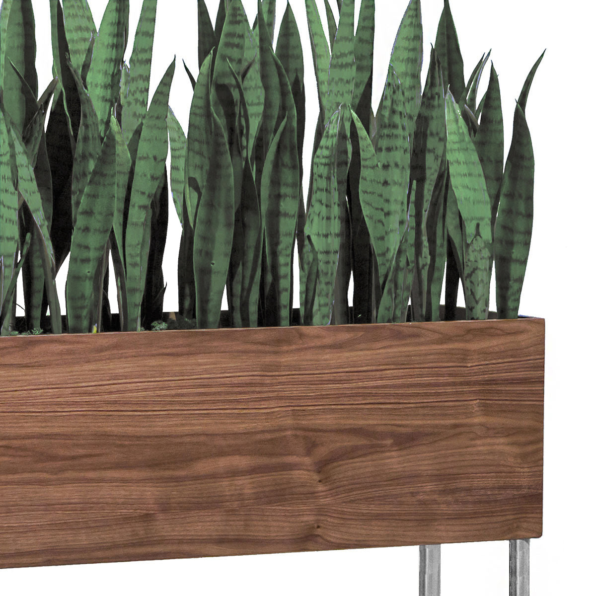 Close up of Sanseveria in a wood planter with stainless steel legs.