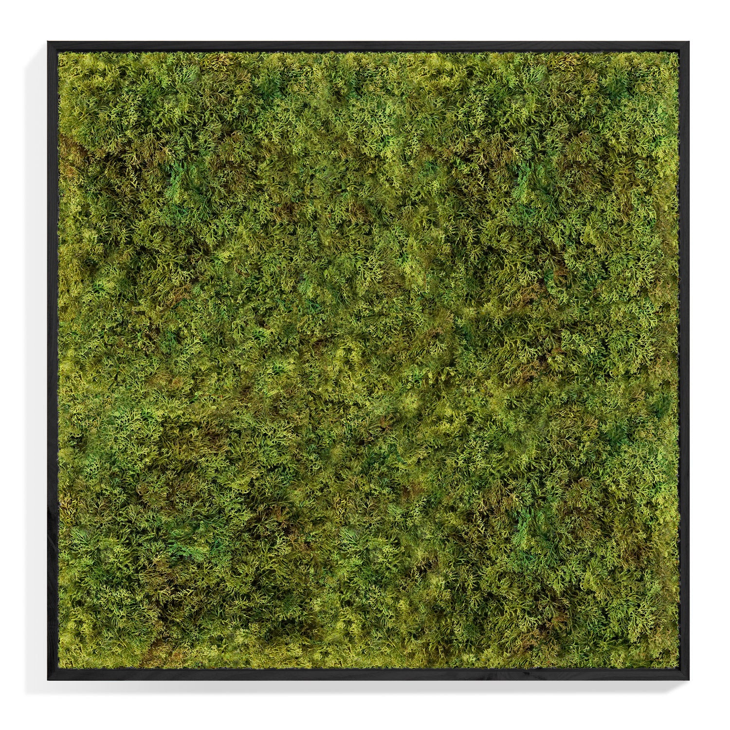 Green Wall, Textured Moss, Black Shadow Box