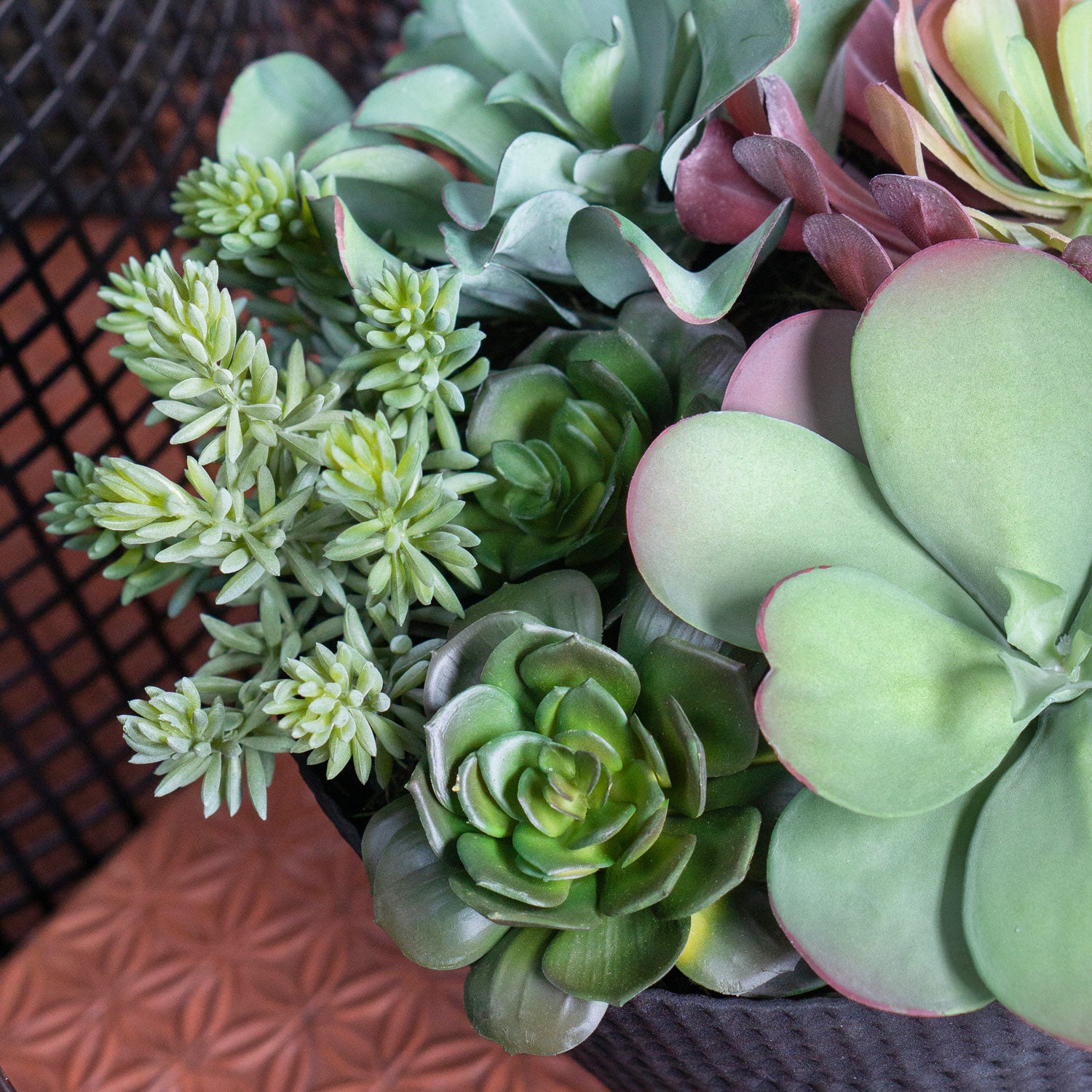 h&y succulent garden inc Succulent: Sedum Album, Green hanging — Gold Leaf Design Group