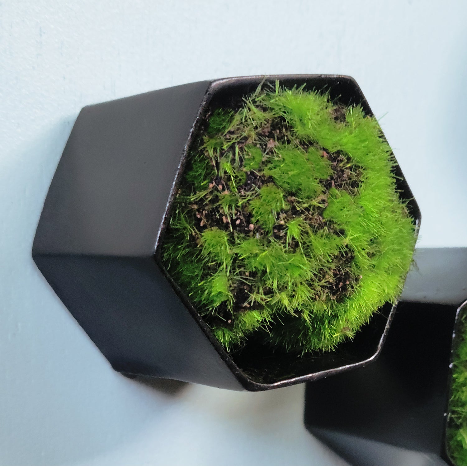 Green Wall Satellite, Wall Play™ Beehive Black w/ Moss