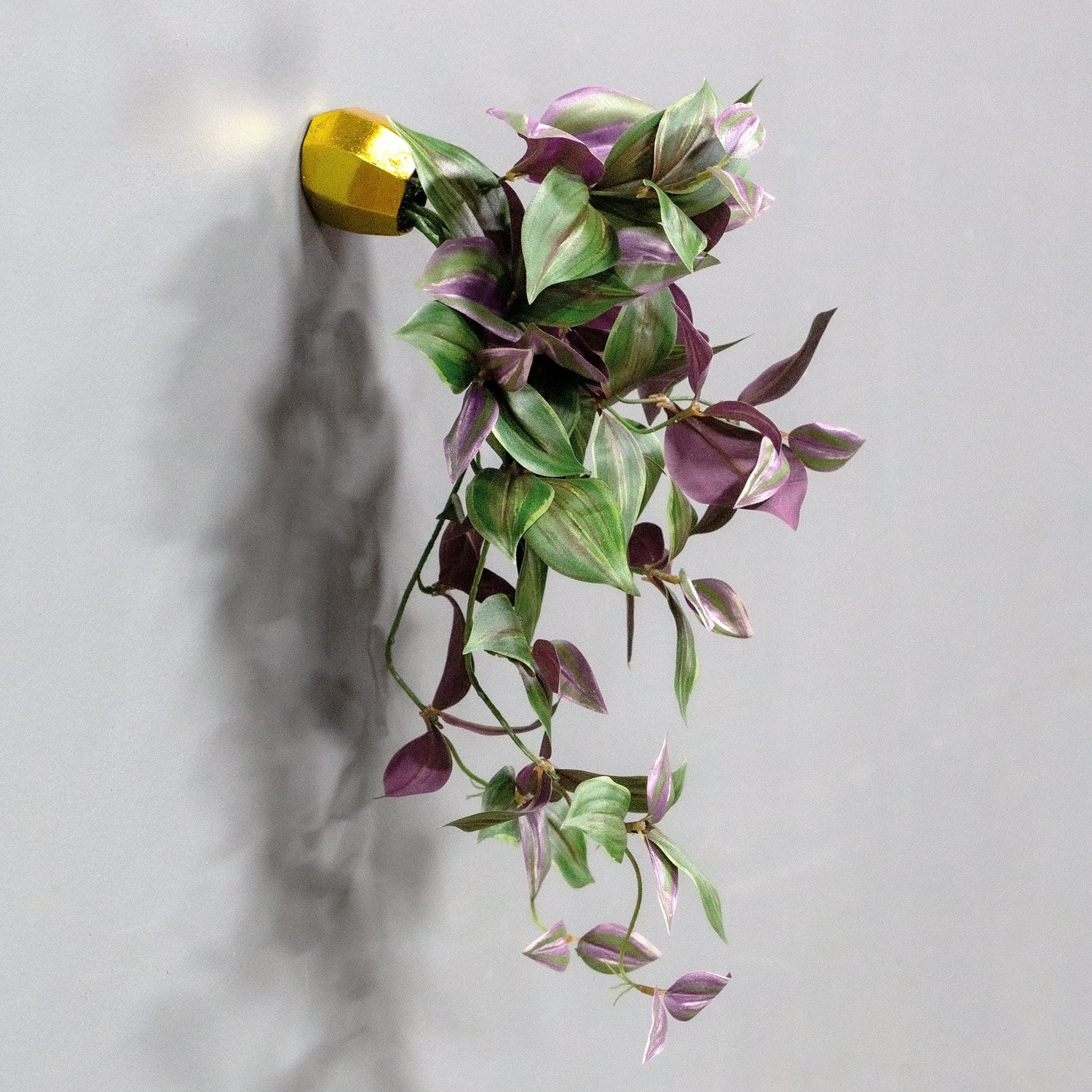 hanging dude plant Wandering Dude 22"L Bush, hanging — Gold Leaf Design Group