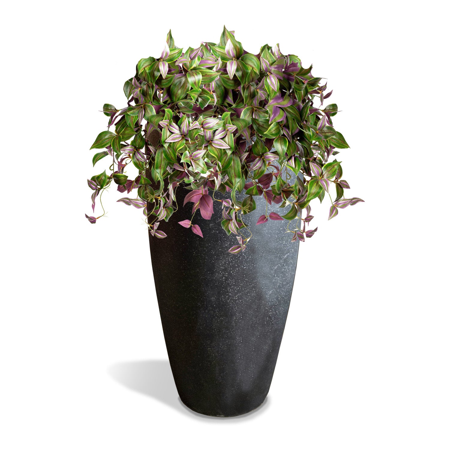 hanging dude plant Wandering Dude 22"L Bush, hanging — Gold Leaf Design Group