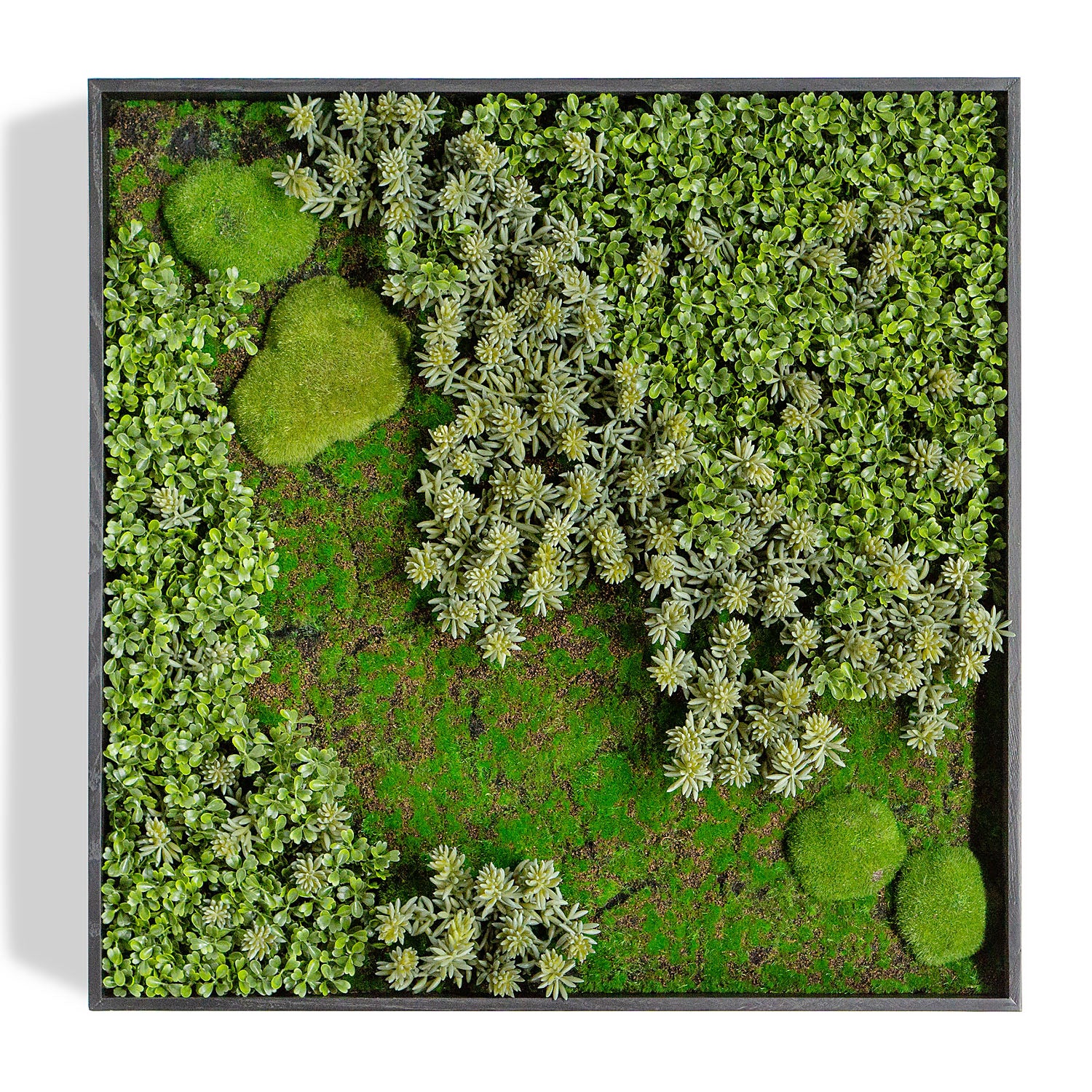 Succulent:  Sedum Album, Green hanging