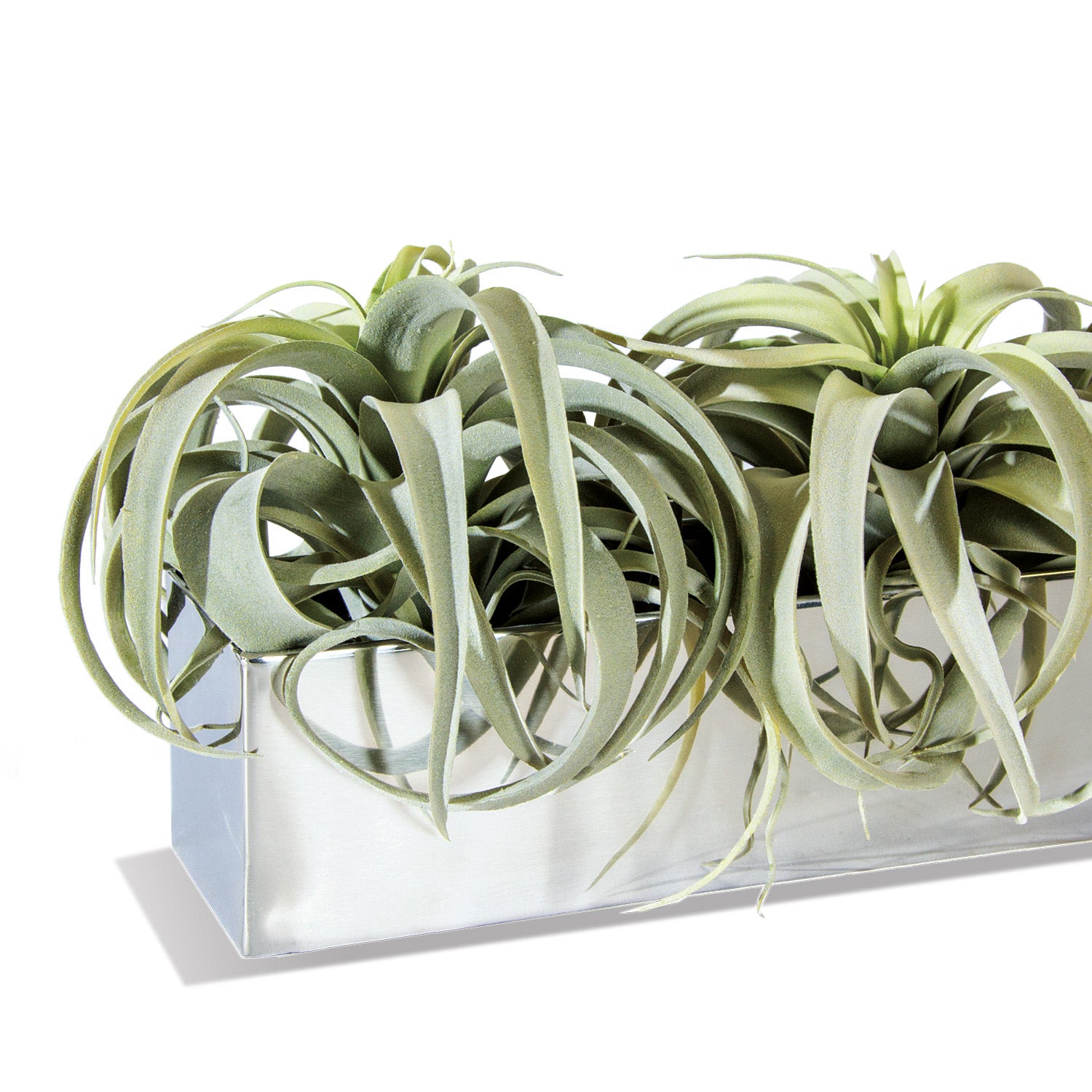 Xerographica in Stainless Rectangle Planter