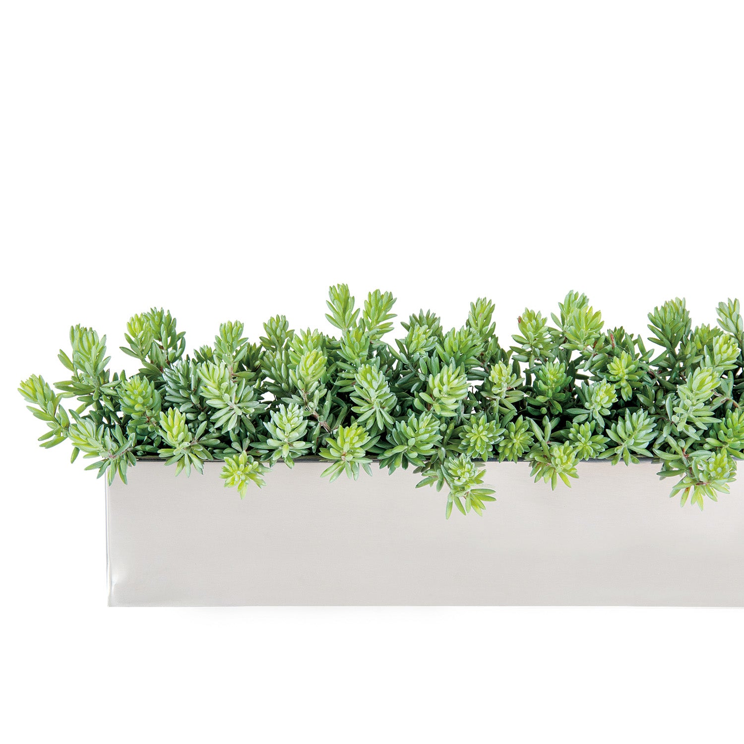 Sedum Green in Stainless Table Planter