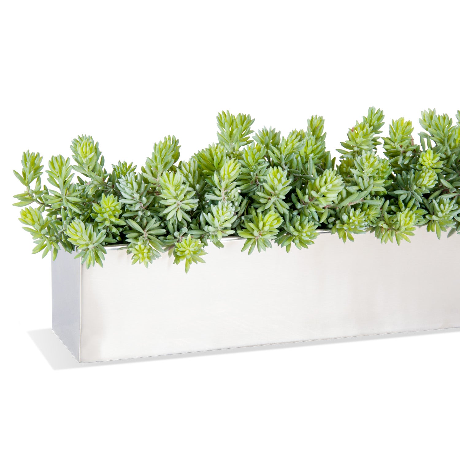 Sedum Green in Polished Stainless Linear Vase