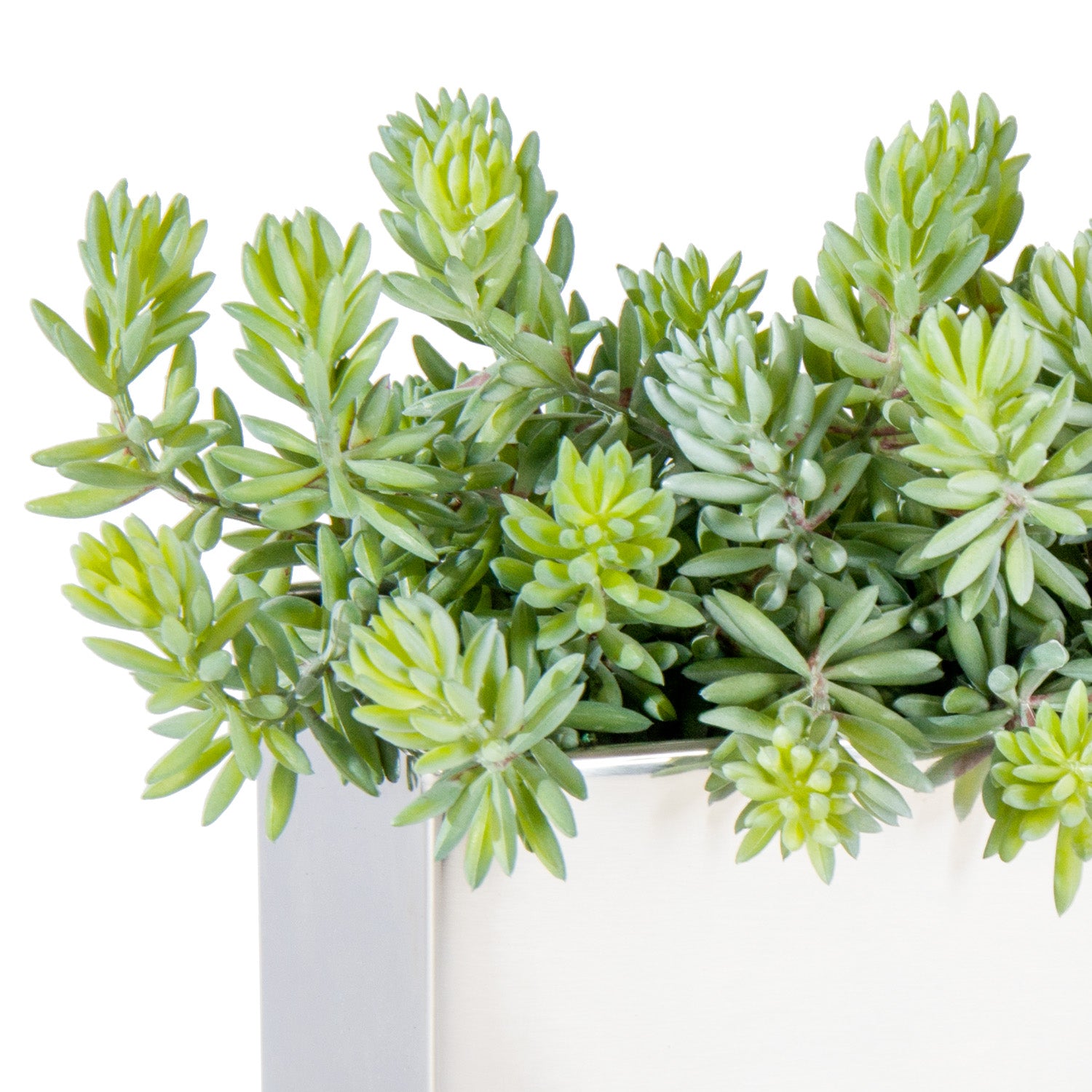 Sedum Green in Polished Stainless Linear Vase