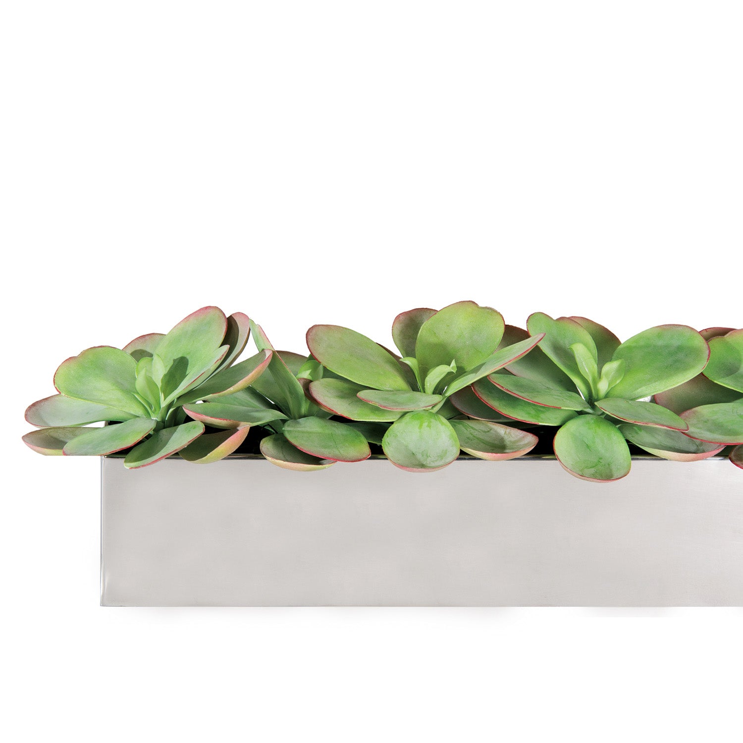 Paddle Kalanchoe in Stainless Table Planter