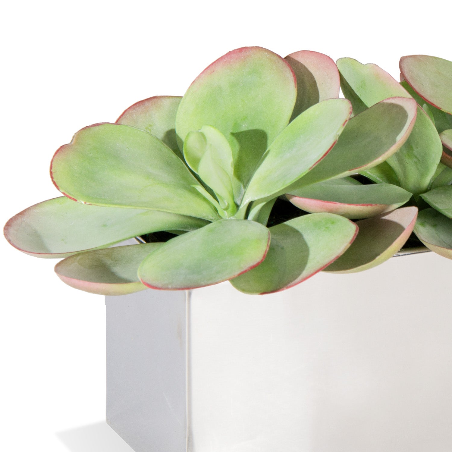 Paddle Kalanchoe in Rectangle Stainless Planter