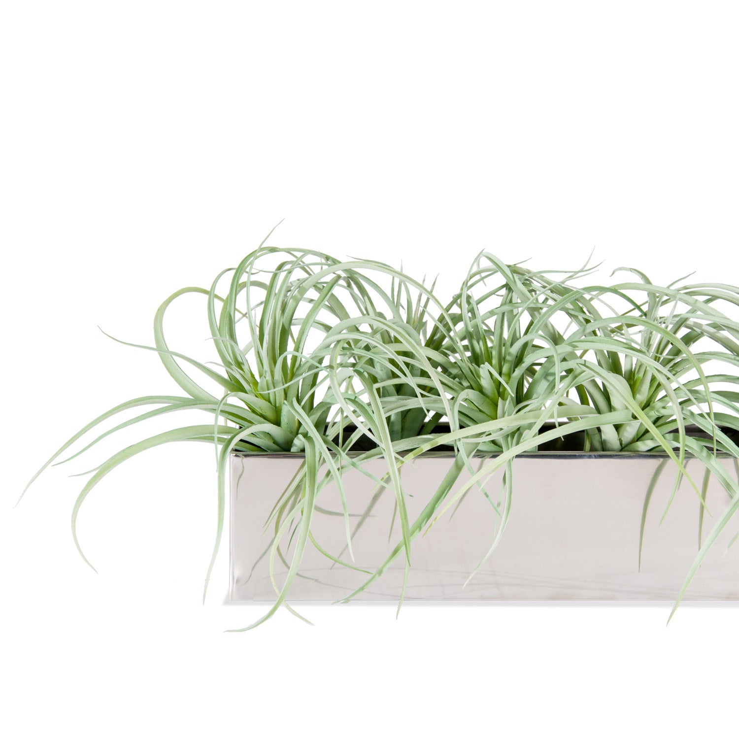 Tillandsia Grey in Rectangle Stainless Table Planter