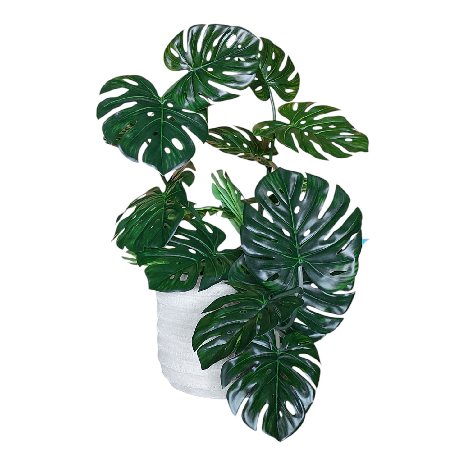 Monstera Vine in Dolma Short Planter, SM