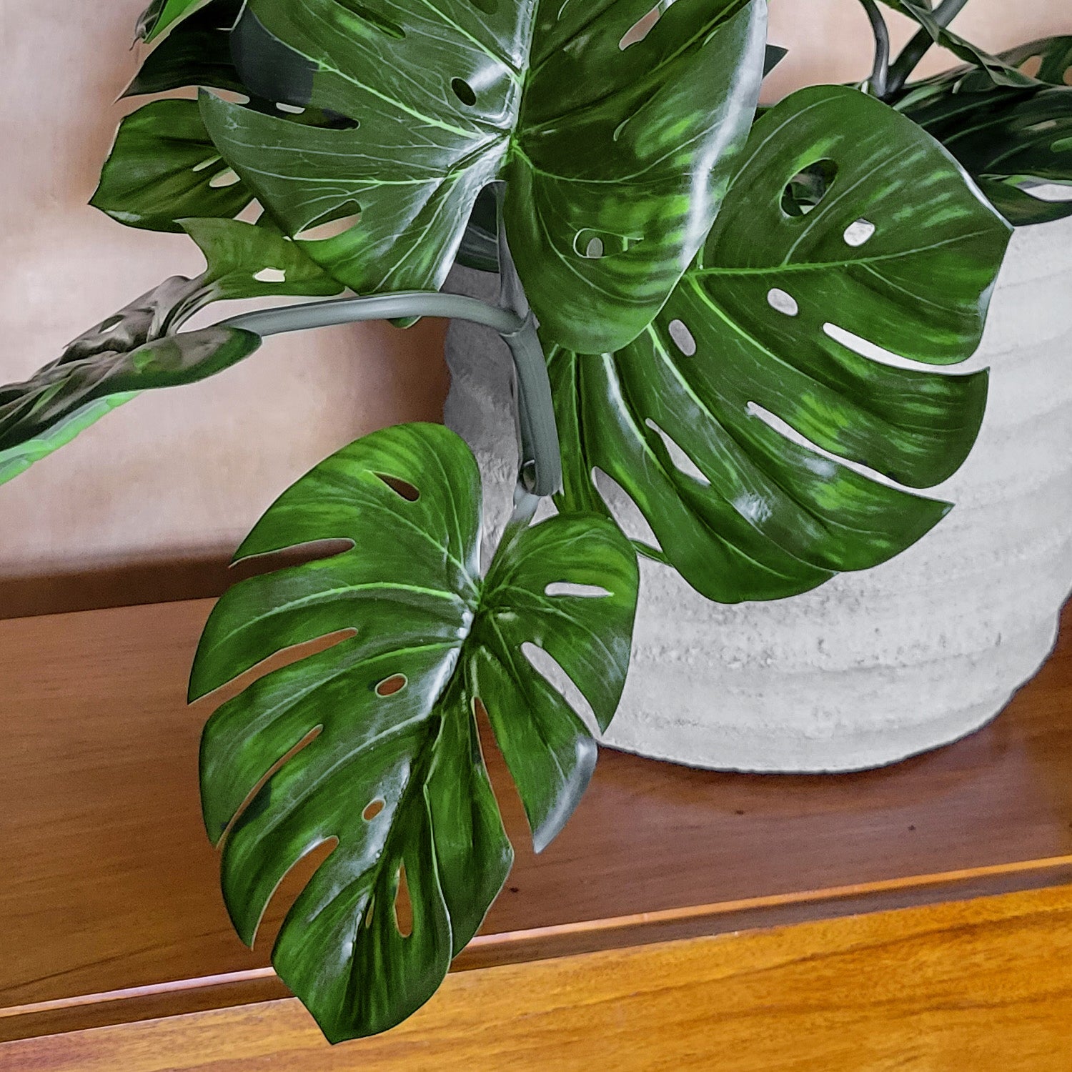 Monstera Vine in Rotunda Planter MD, Grey Matte