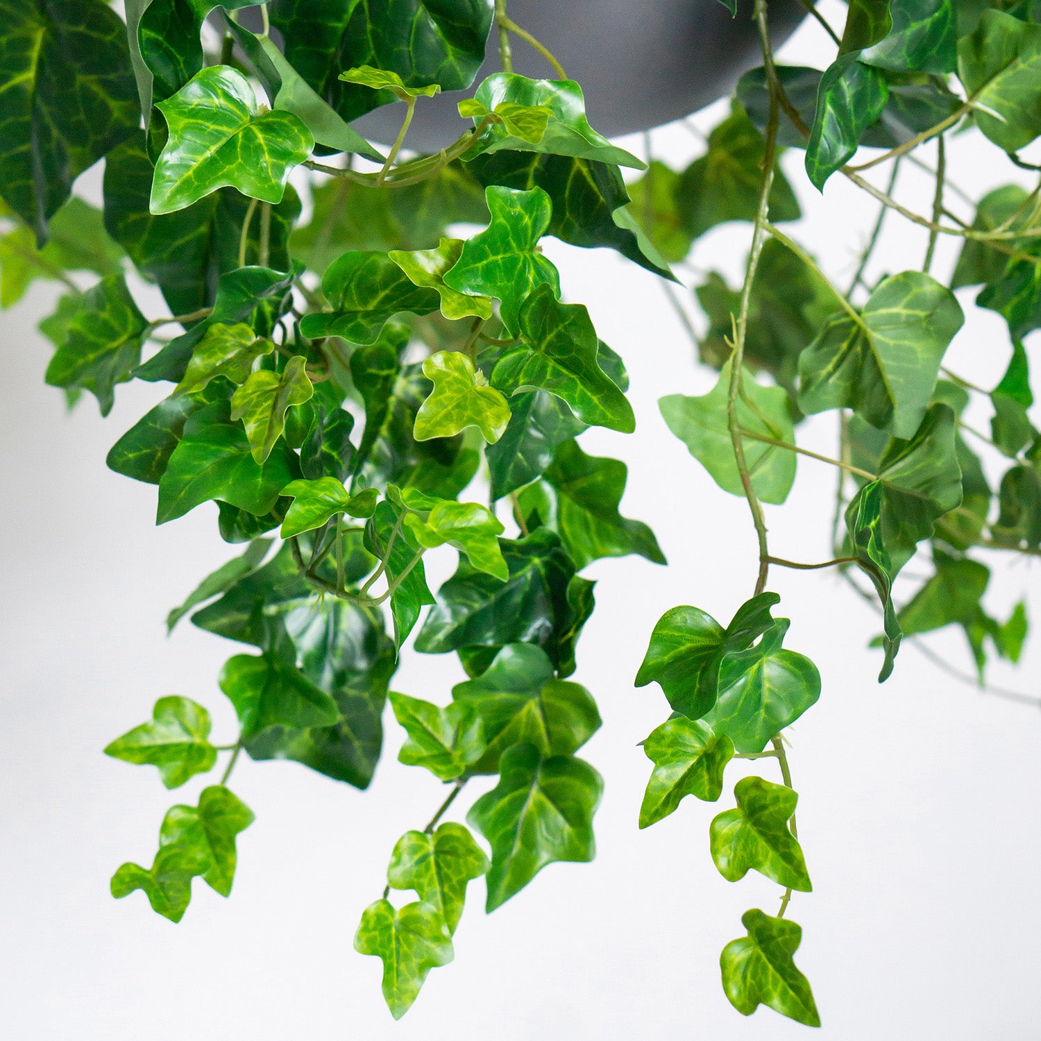 Hanging Planter with English Ivy