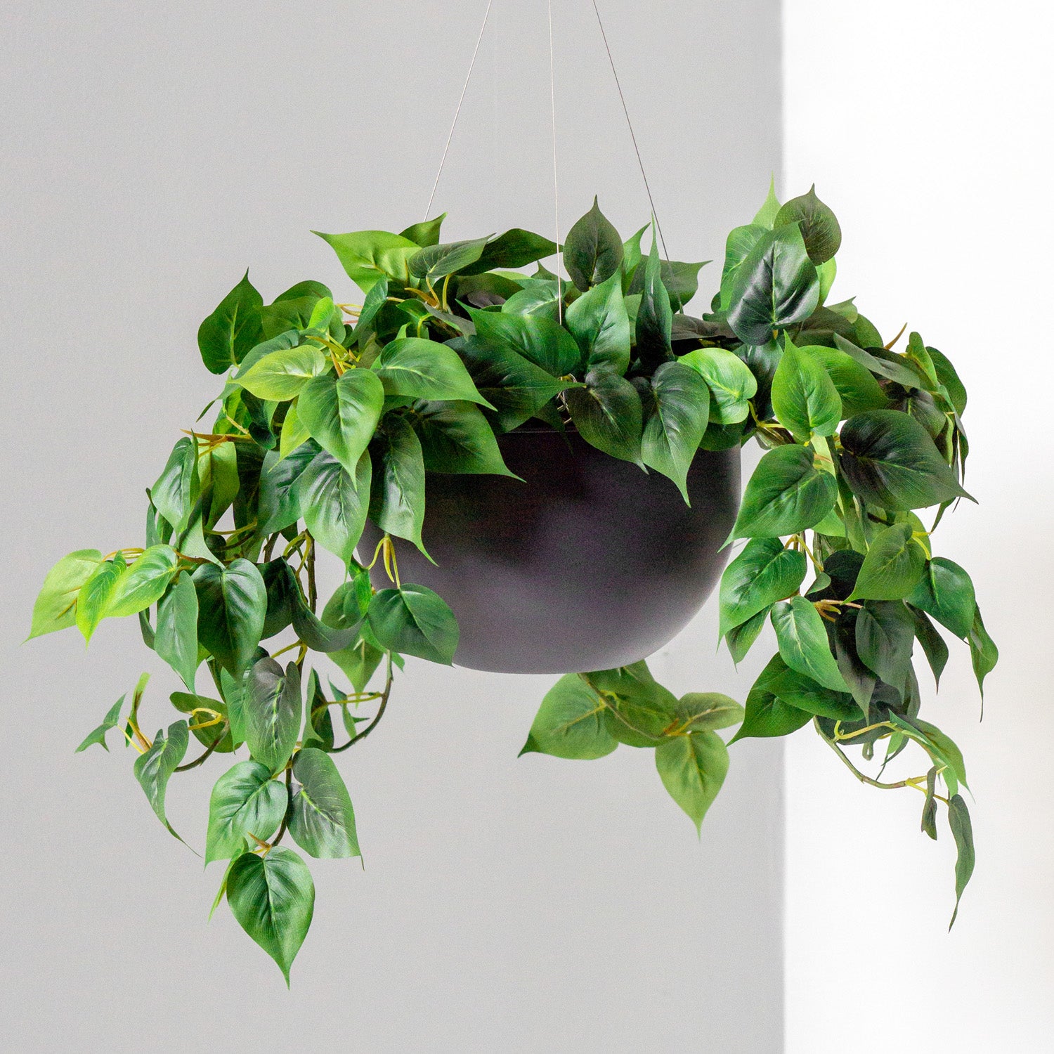 Hanging Planter with Philodendron, Green