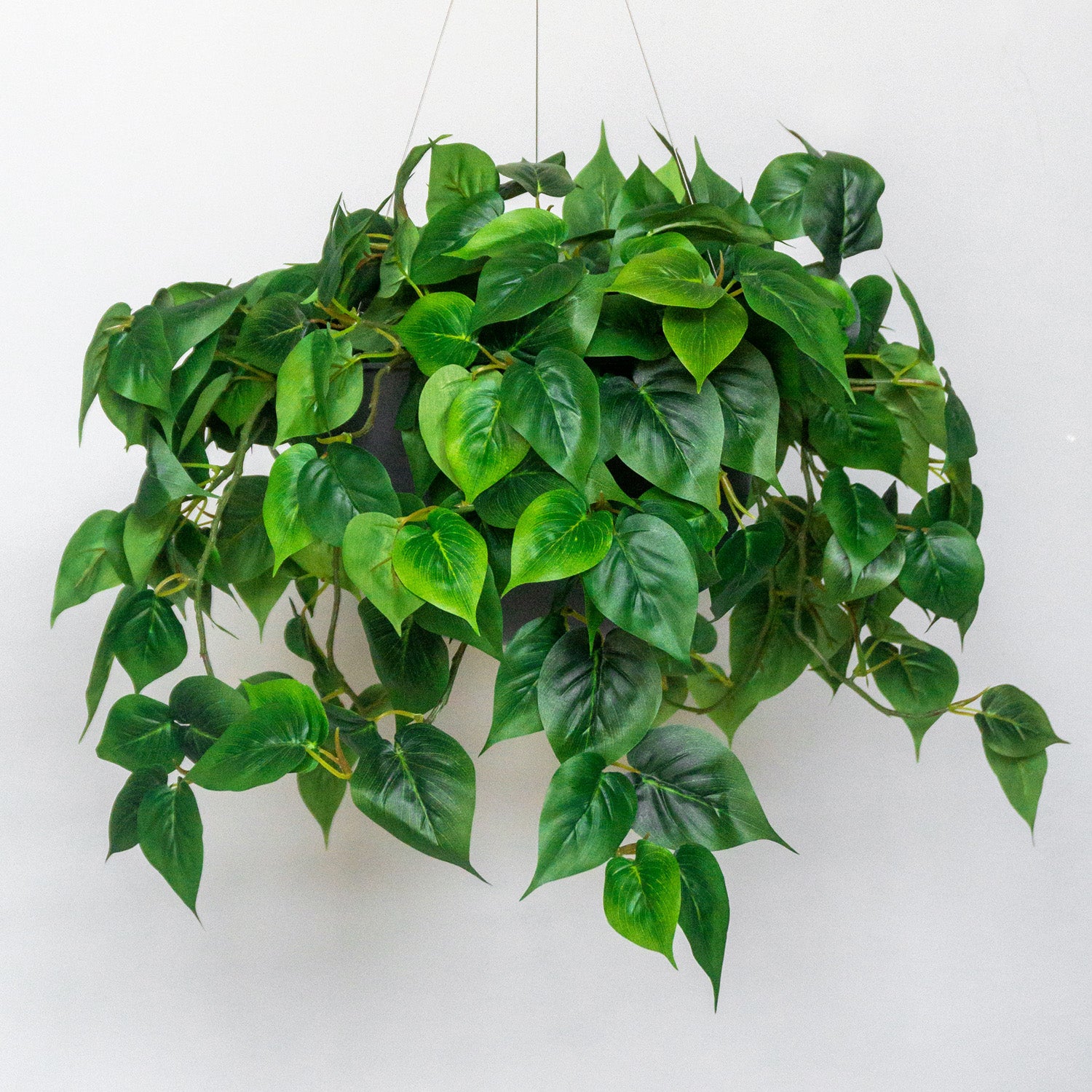 Hanging Planter with Philodendron, Green