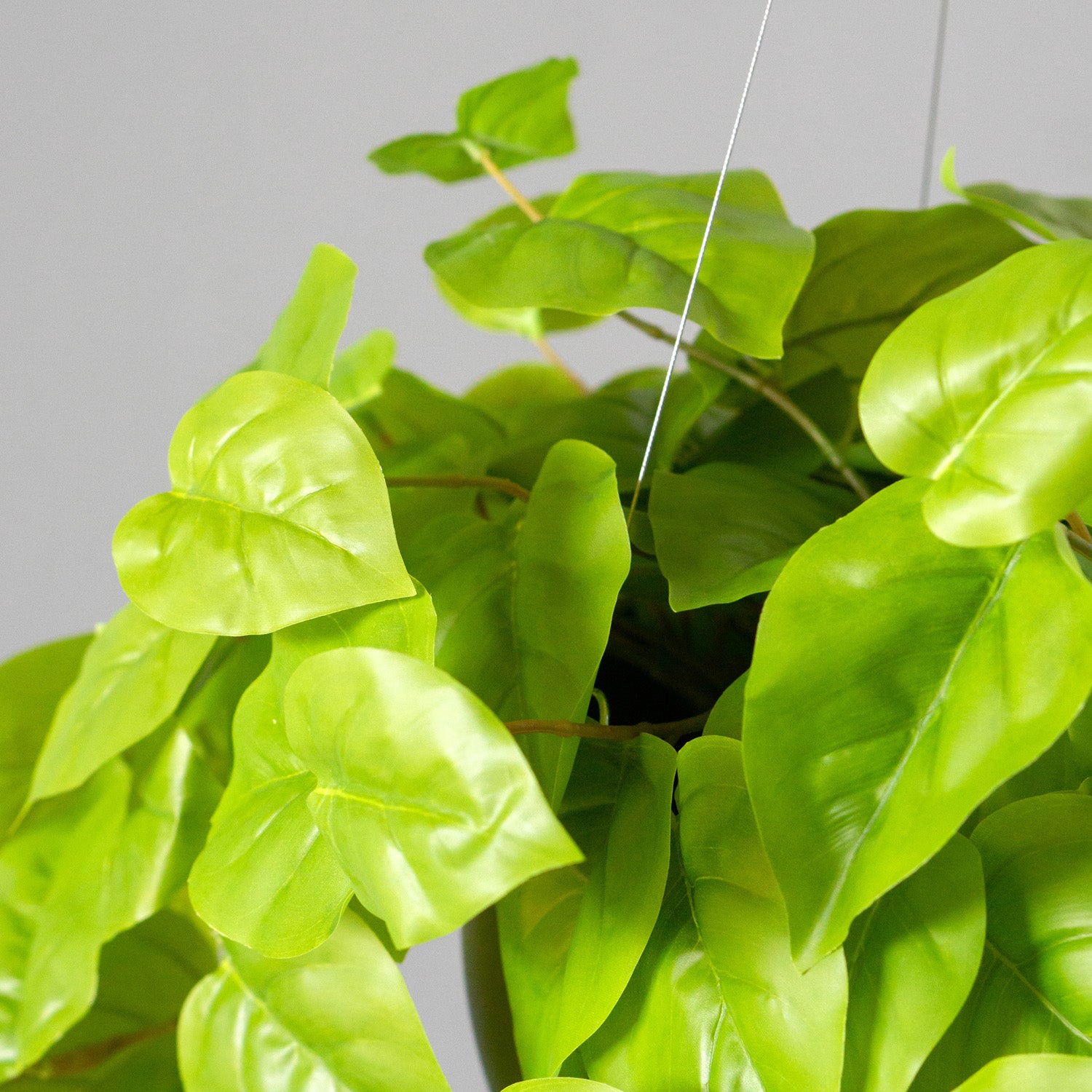 Hanging Planter with Philodendron, Lime