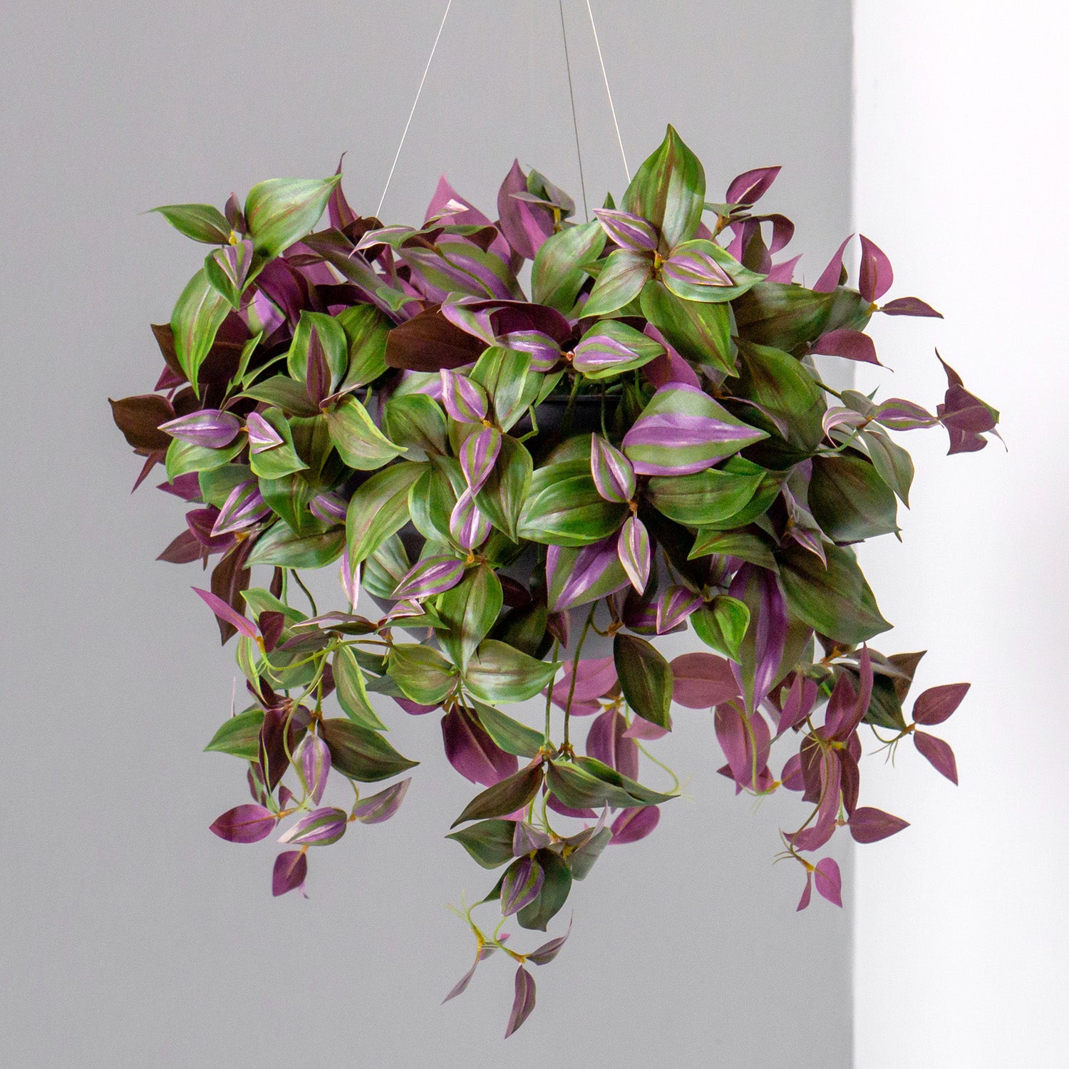 bushy hanging plants Wandering Dude 22"L Bush, hanging — Gold Leaf Design Group