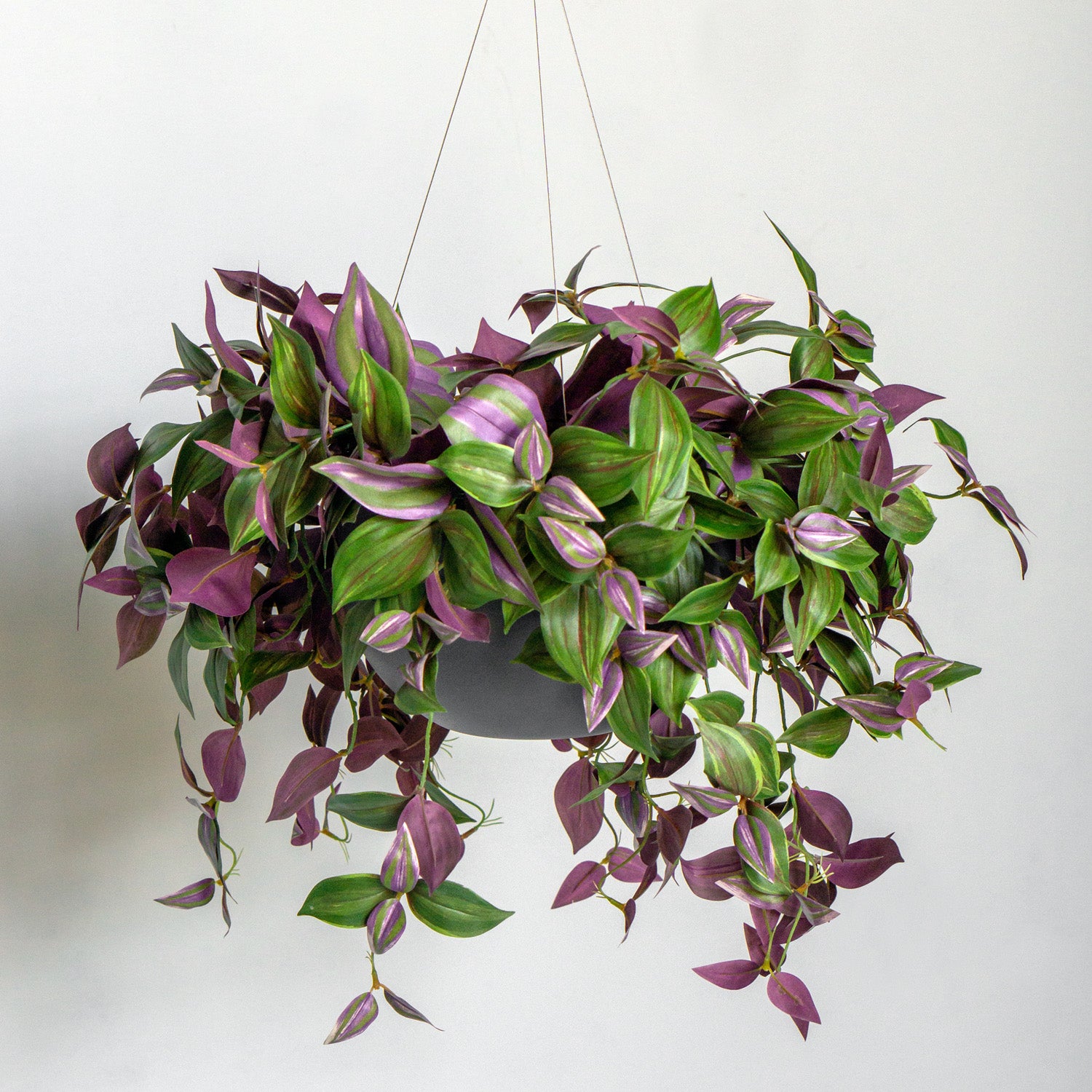 hanging dude plant Wandering Dude 22"L Bush, hanging — Gold Leaf Design Group