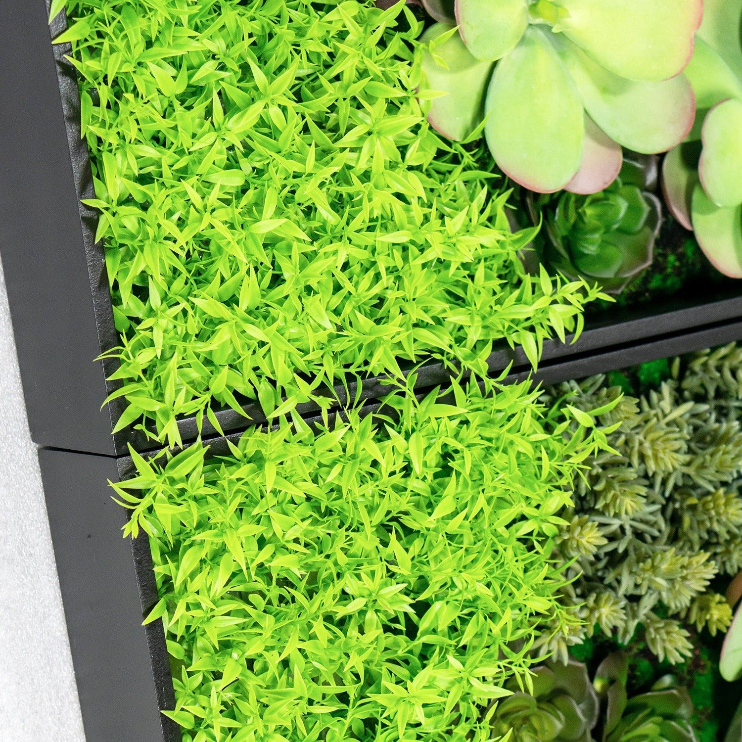 Green Wall, 'Wave Succulent 2'