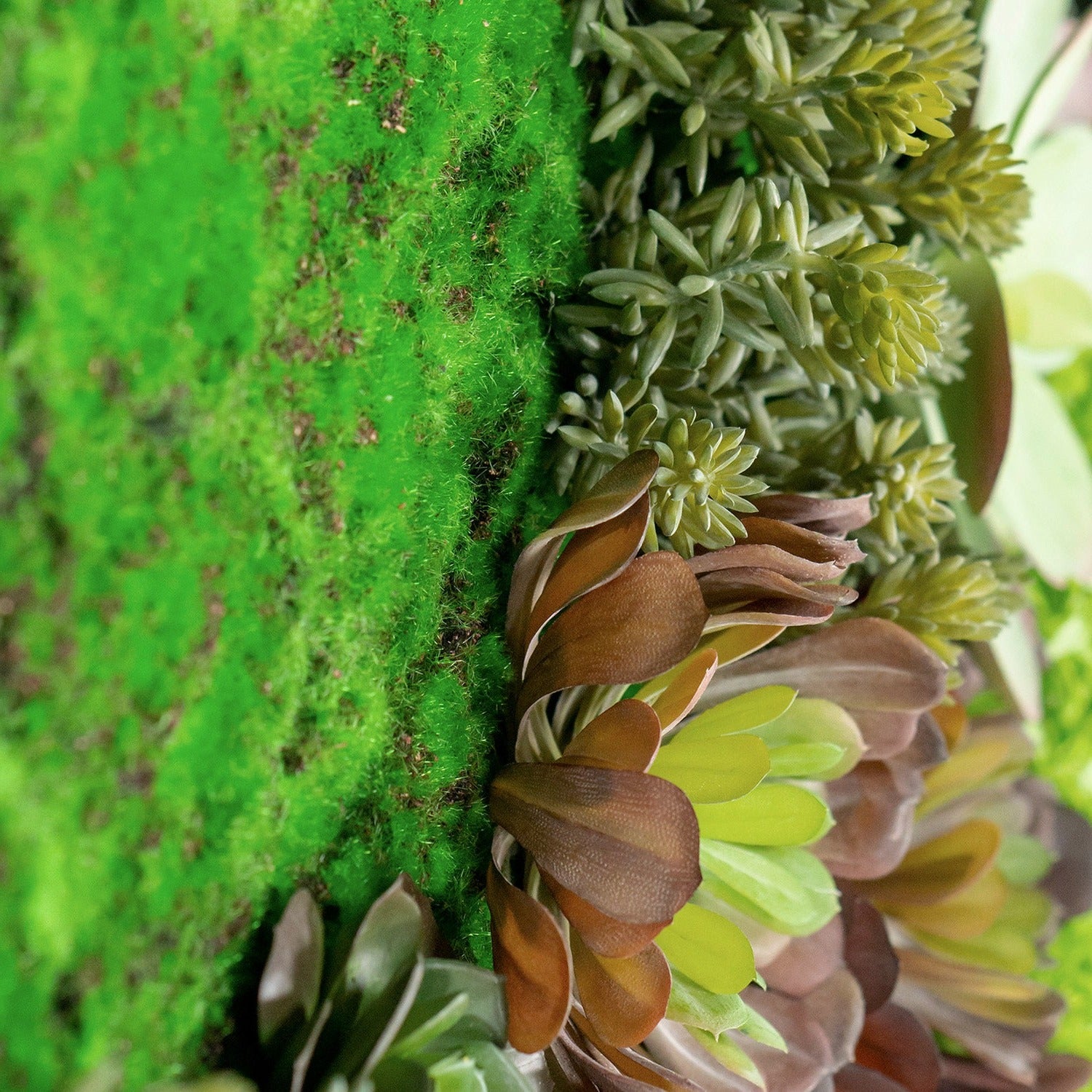 Green Wall, 'Wave Succulent 1'