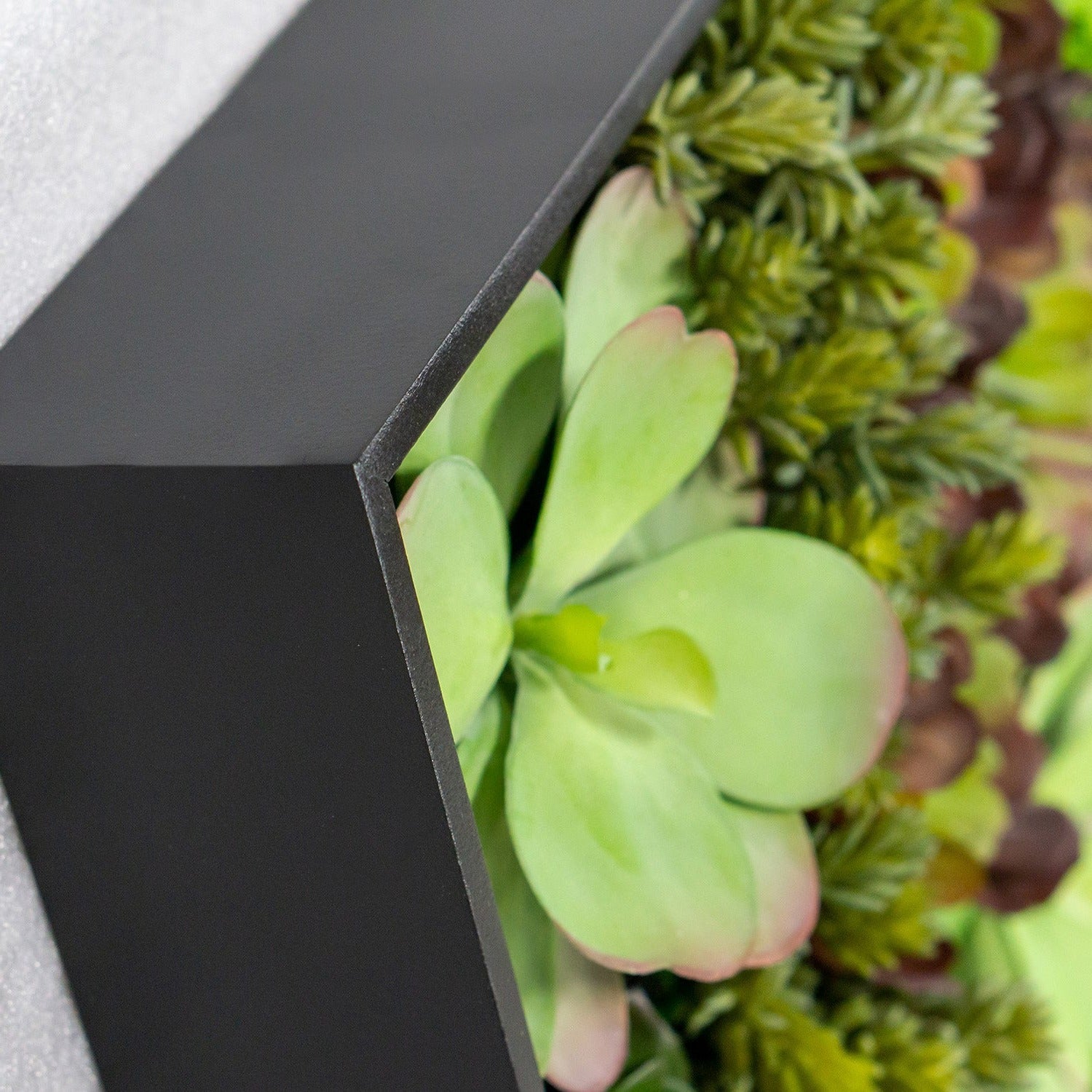 Green Wall, 'Wave Succulent 2'